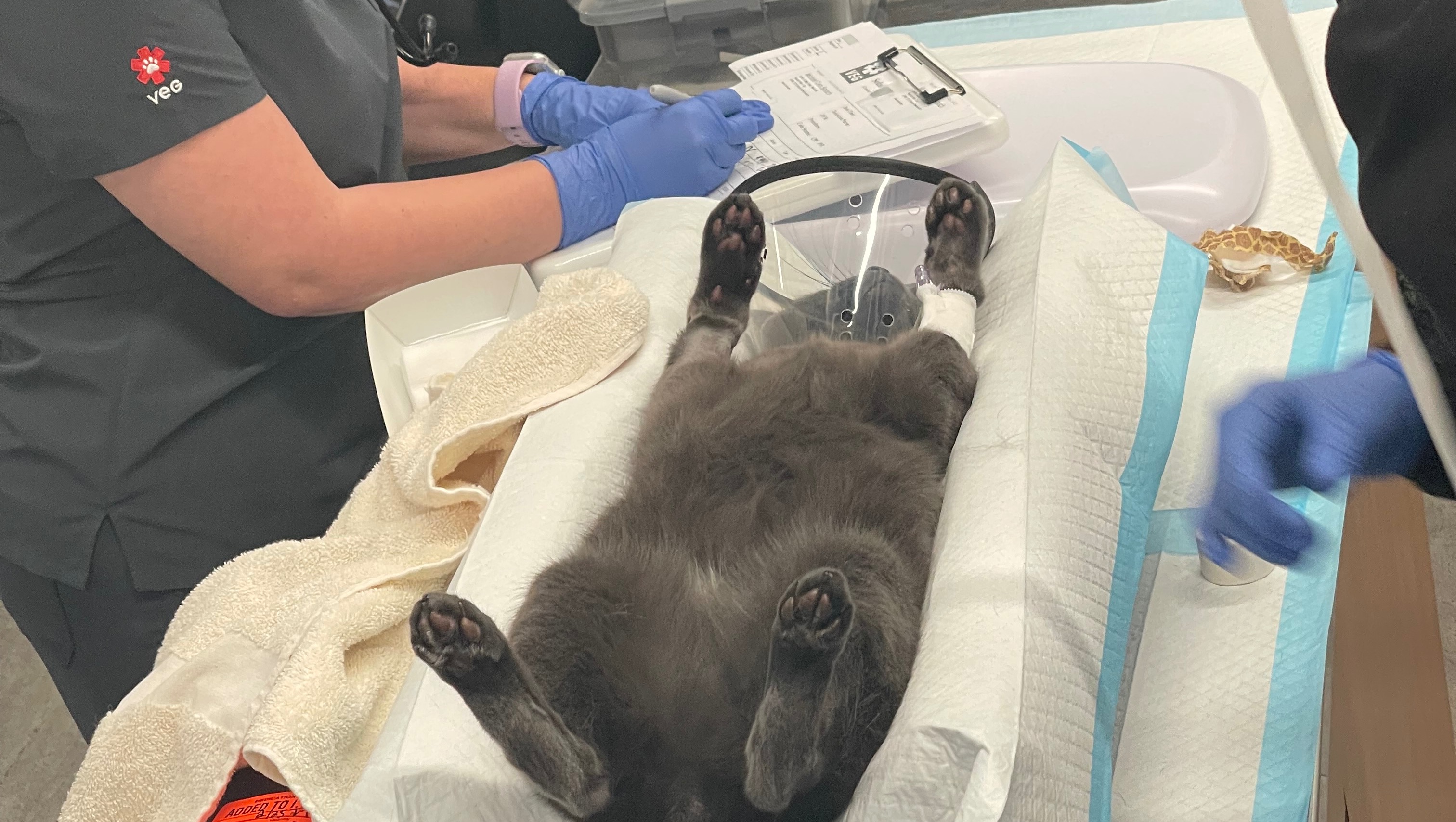 Please help my cat Micheal Cera!!! photo