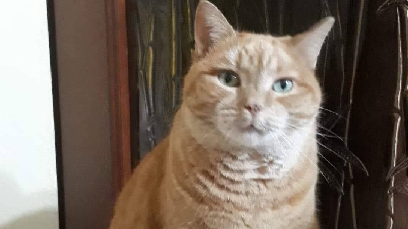 Foto von TAC urgente nella speranza di riuscire a salvare Pupetta.