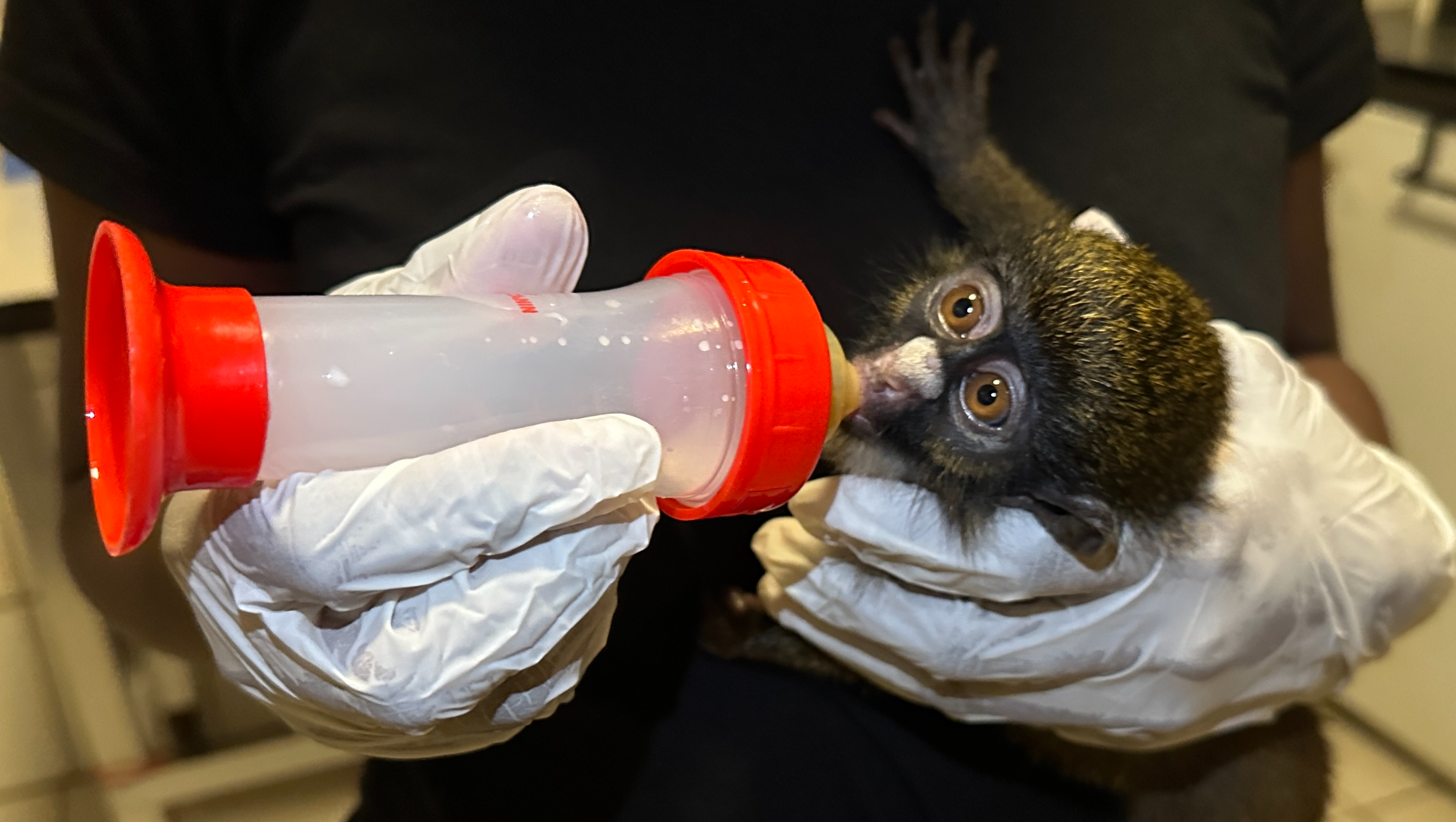 Help Our Wildlife Sanctuary To Stay Resilient