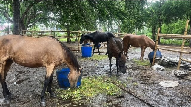 Help Gili's Horses Thrive with Care and Sanctuary