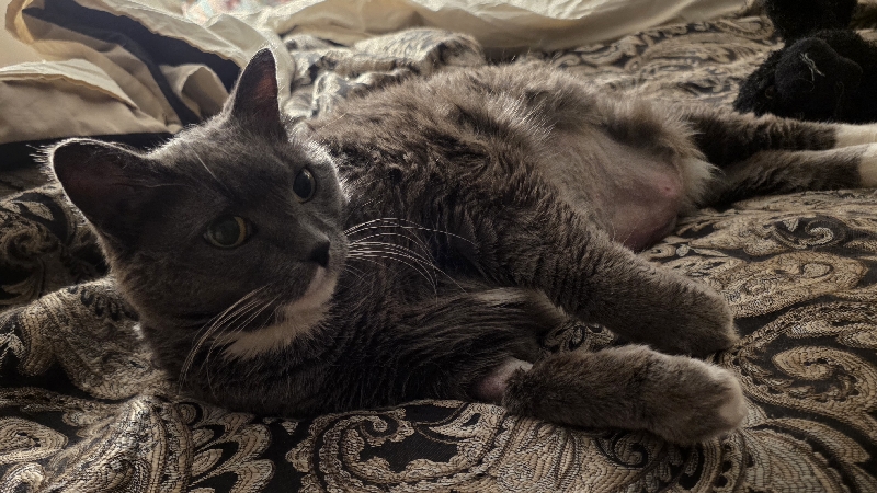 Help Support Charlie 2Socks Urgent Medical cost photo
