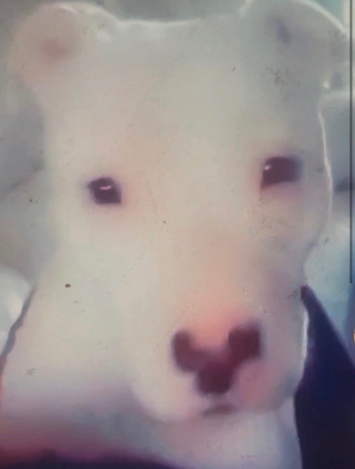 Help Bella – Emergency Pyometra Surgery campaign photo, 5 of 6