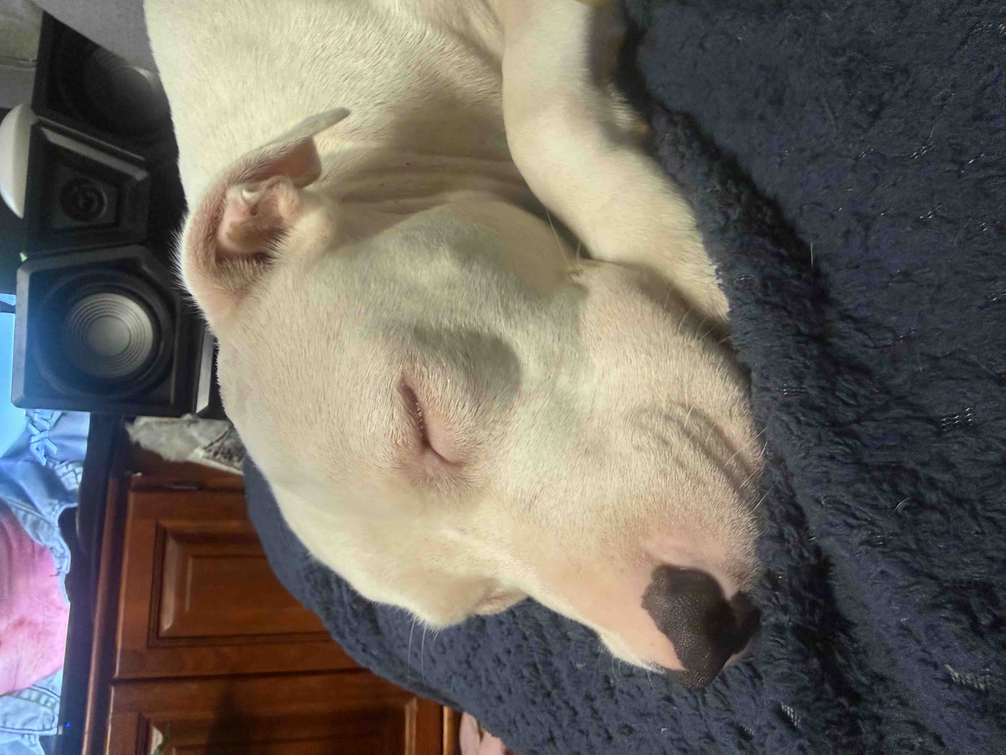 Help Bella – Emergency Pyometra Surgery campaign photo, 2 of 6