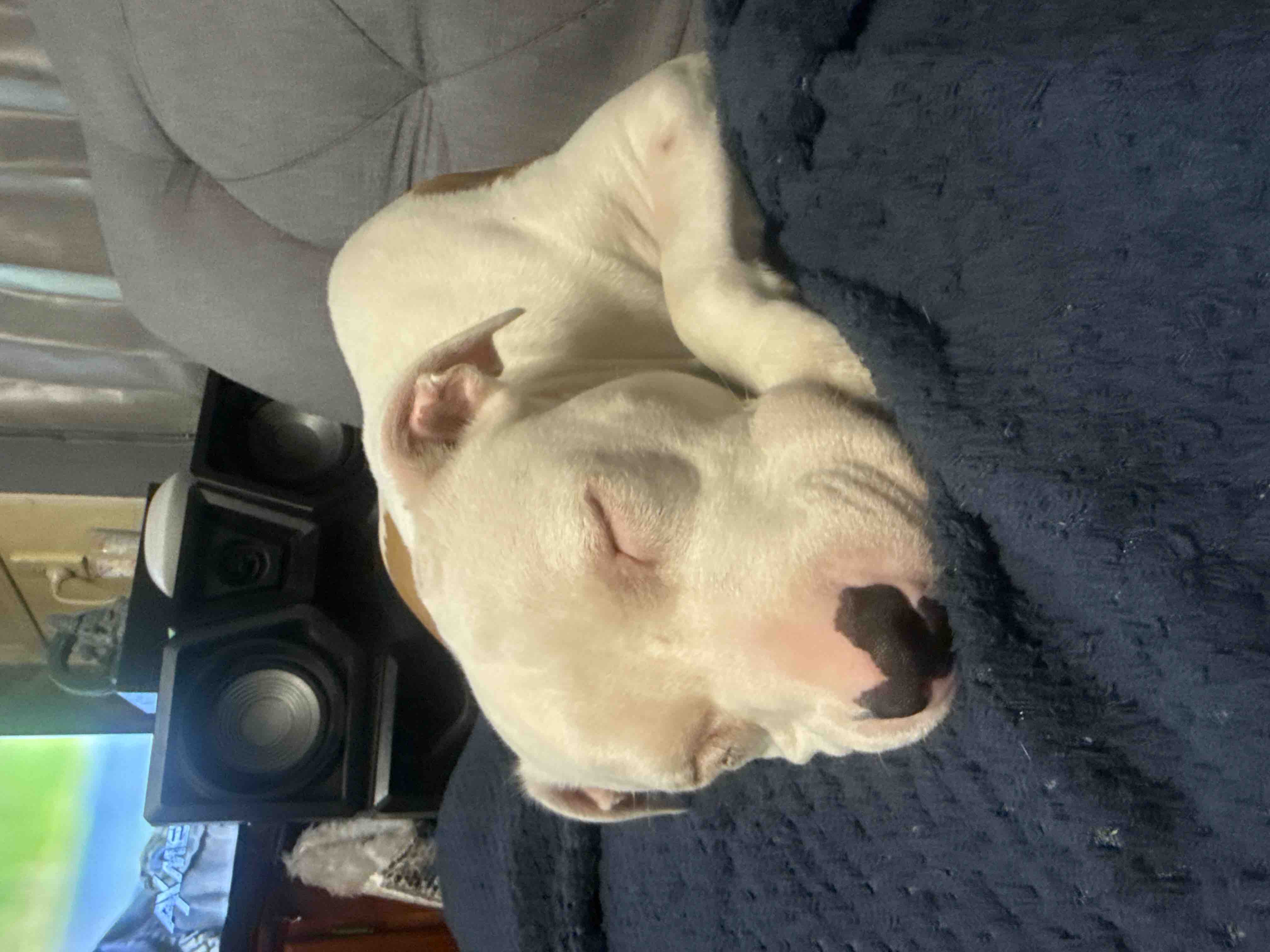 Help Bella – Emergency Pyometra Surgery campaign photo, 4 of 6