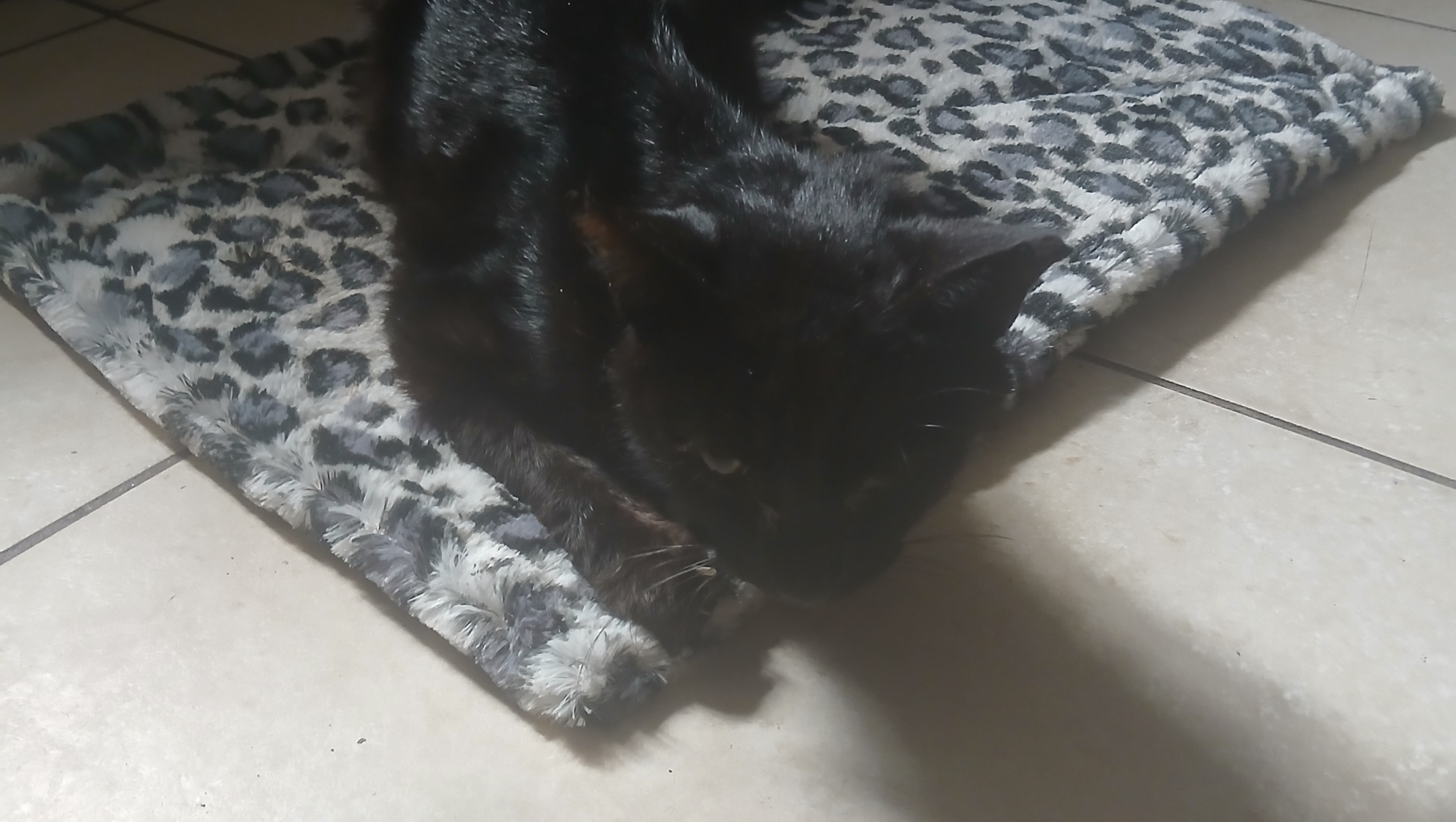 Help Us Give Shadow a Peaceful Farewell