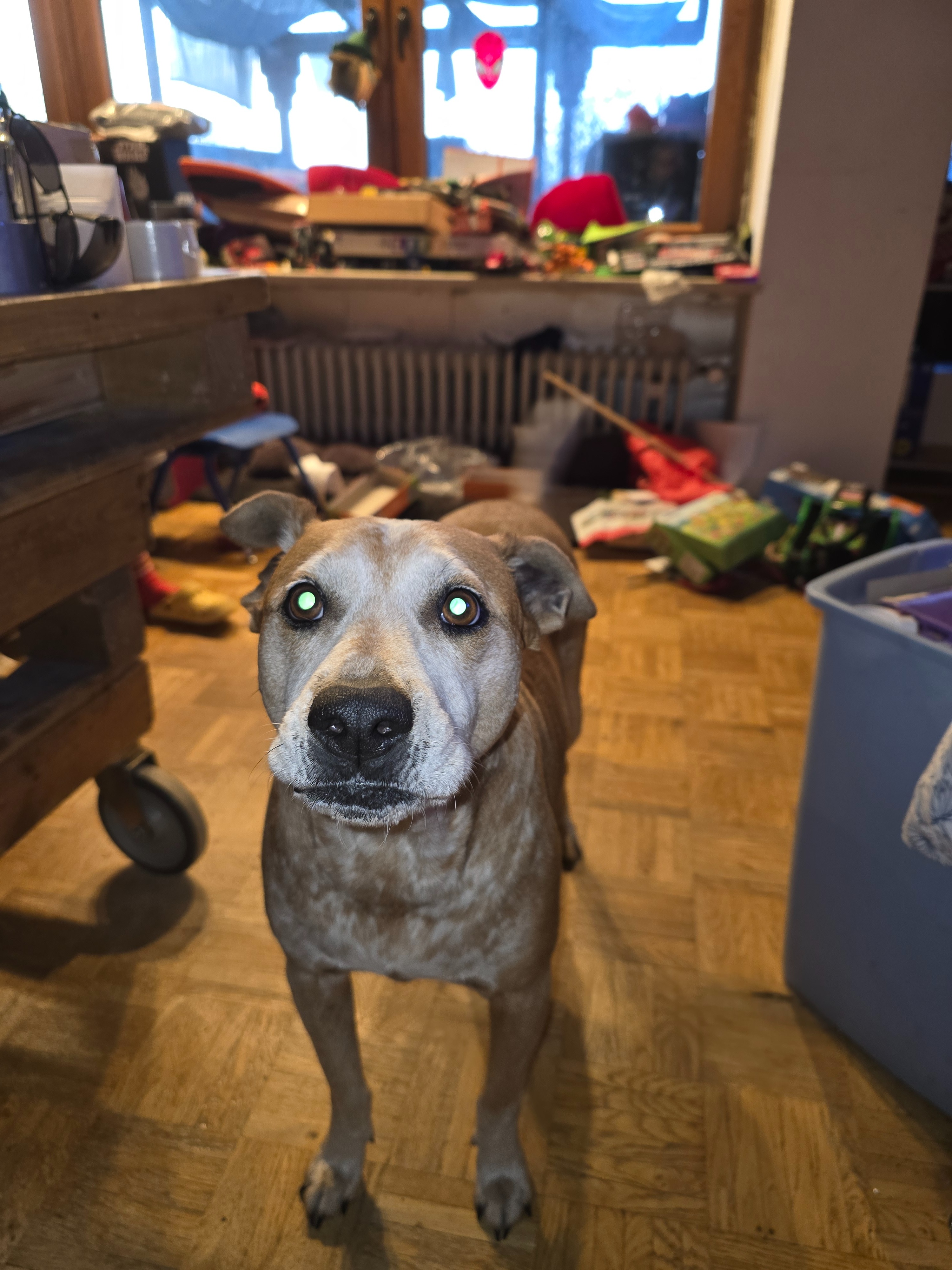Our Nola needs eye surgery! Unsere Nola brauch eine AugenOP! campaign photo, 6 of 7