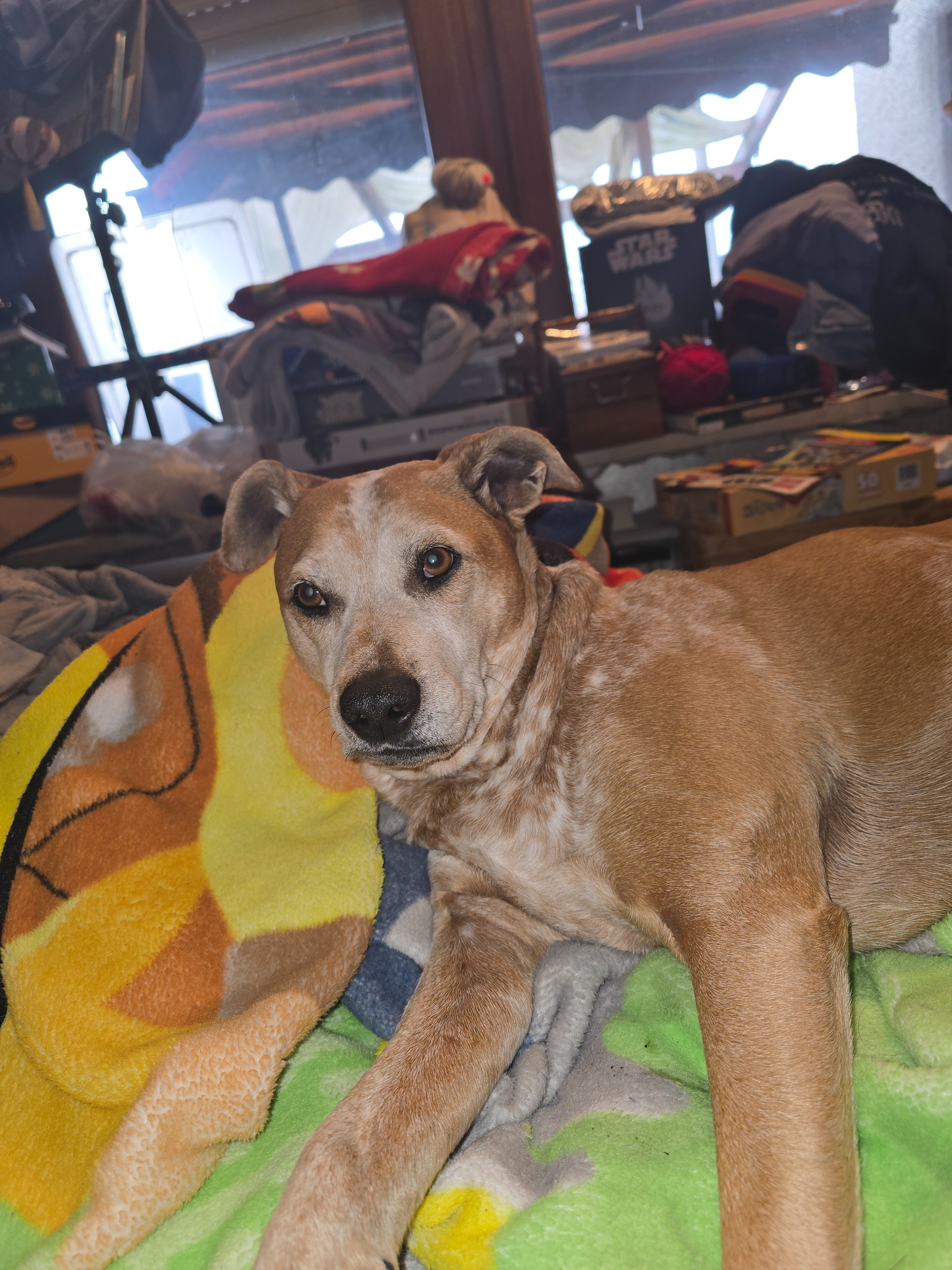 Our Nola needs eye surgery! Unsere Nola brauch eine AugenOP! campaign photo, 4 of 7