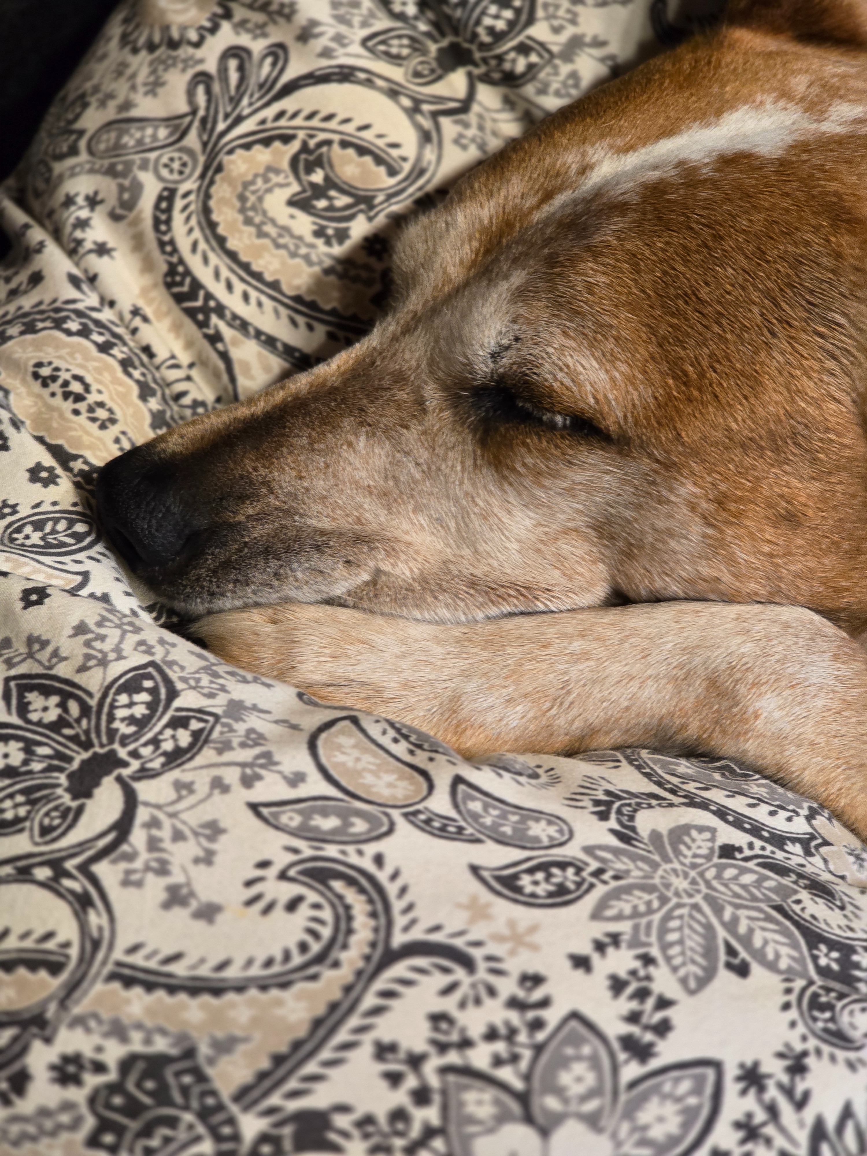 Our Nola needs eye surgery! Unsere Nola brauch eine AugenOP! campaign photo, 5 of 7