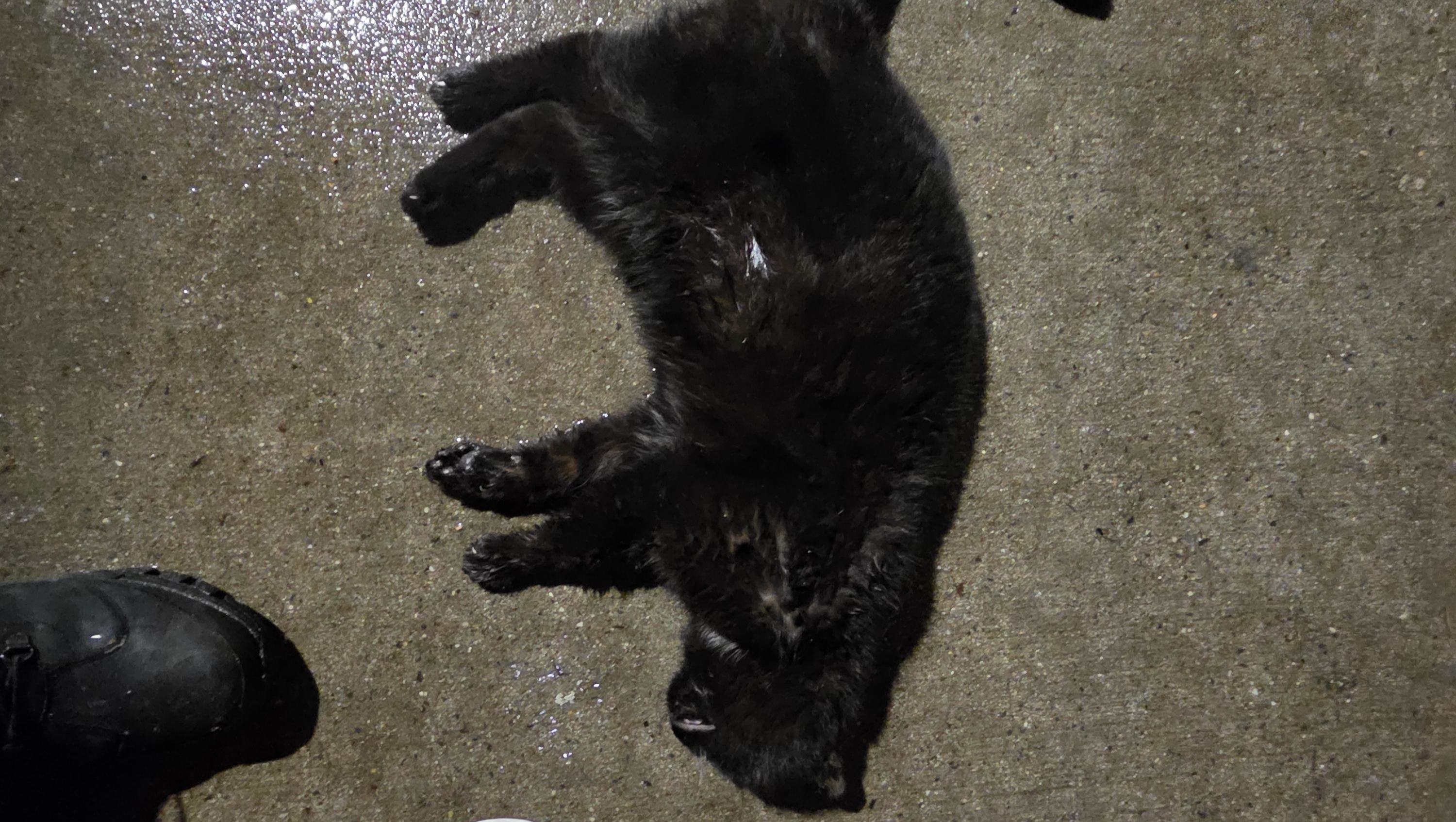 Seeking Answers for Fluffy's Sudden Passing
