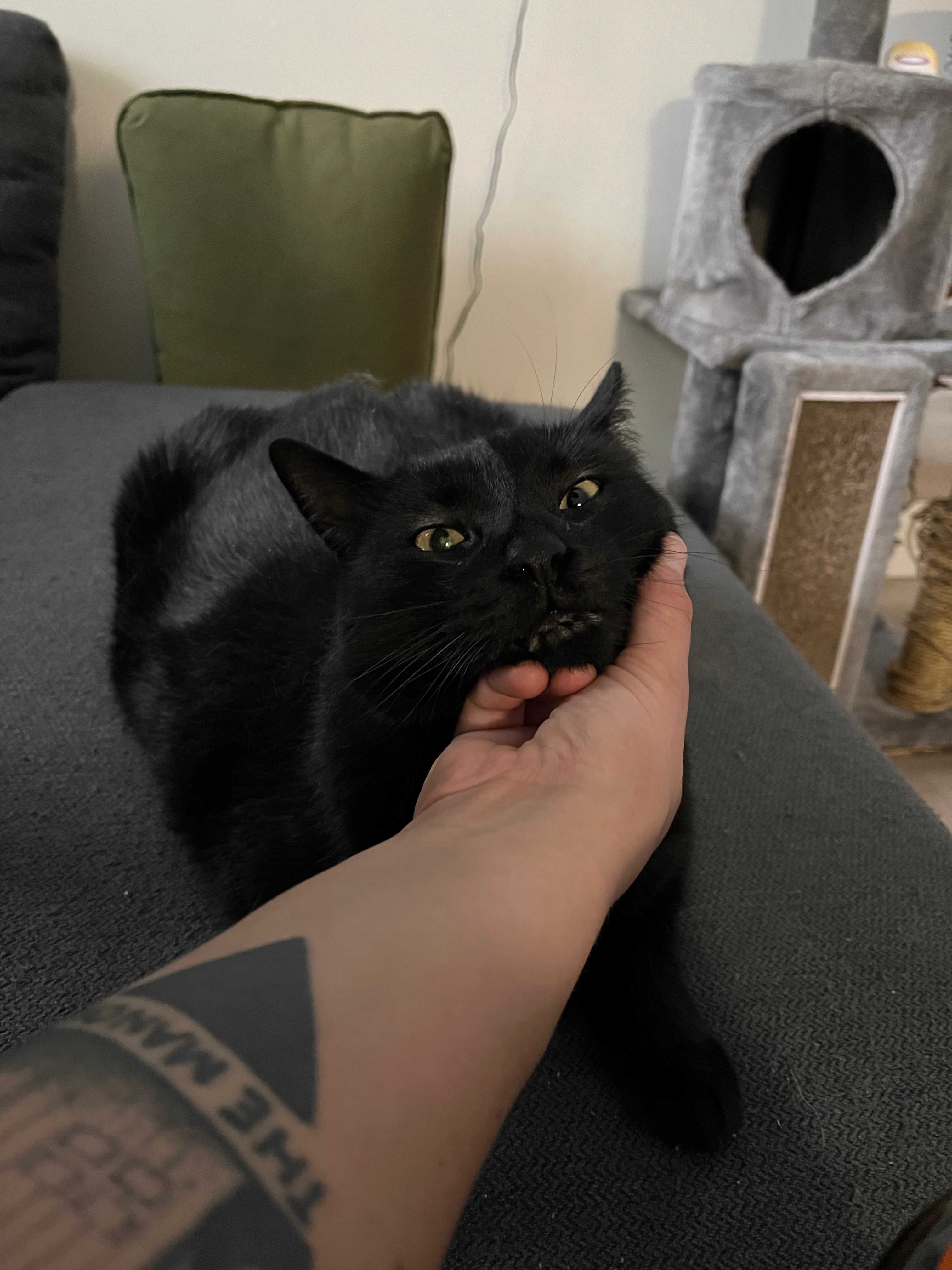 Help Alannah with Vet and Cremation Costs for Luci campaign photo, 5 of 6