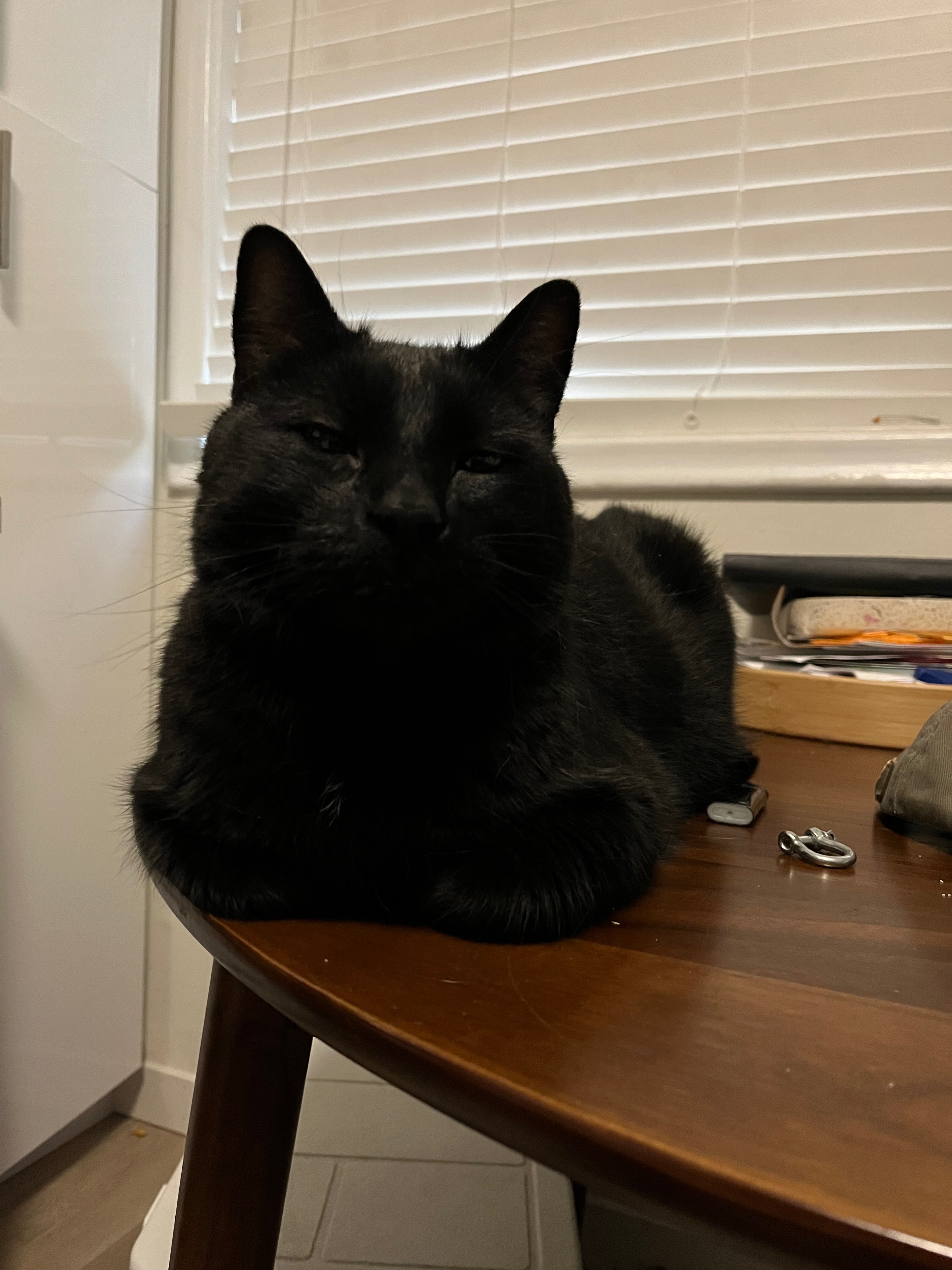 Help Alannah with Vet and Cremation Costs for Luci campaign photo, 2 of 6