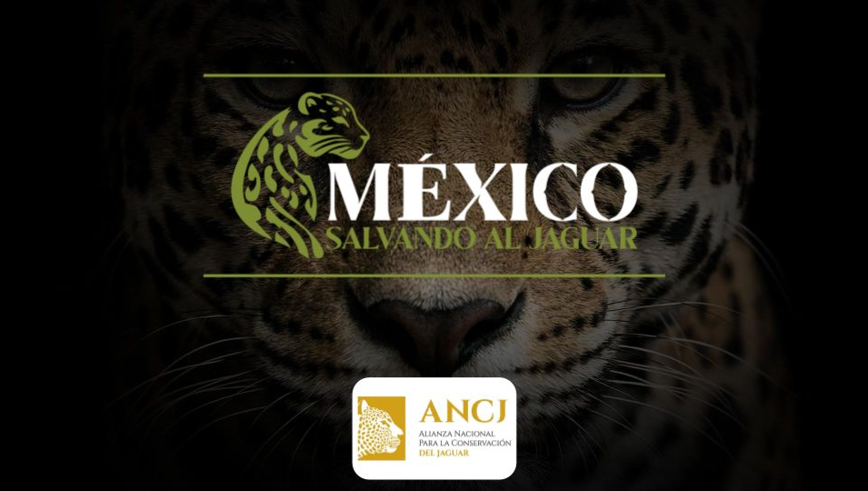 México Salvando al Jaguar. El rugido que protege a México. photo