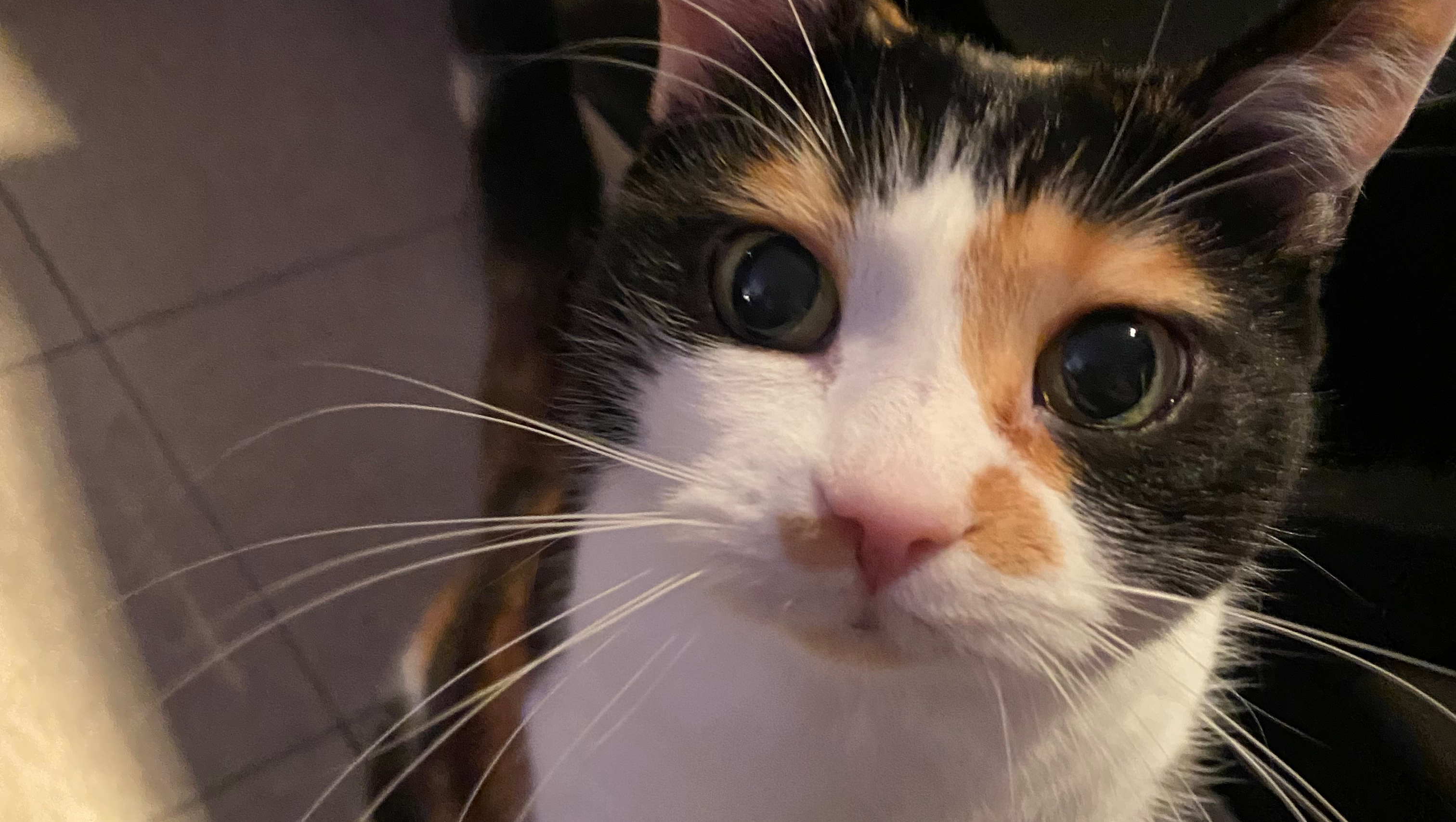 Help support Oceanna’s Surgery photo