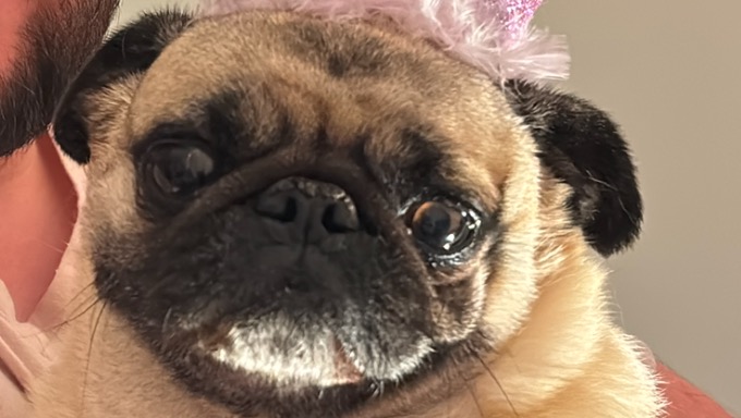 Help Save Maya: Emergency Care for My Pug photo