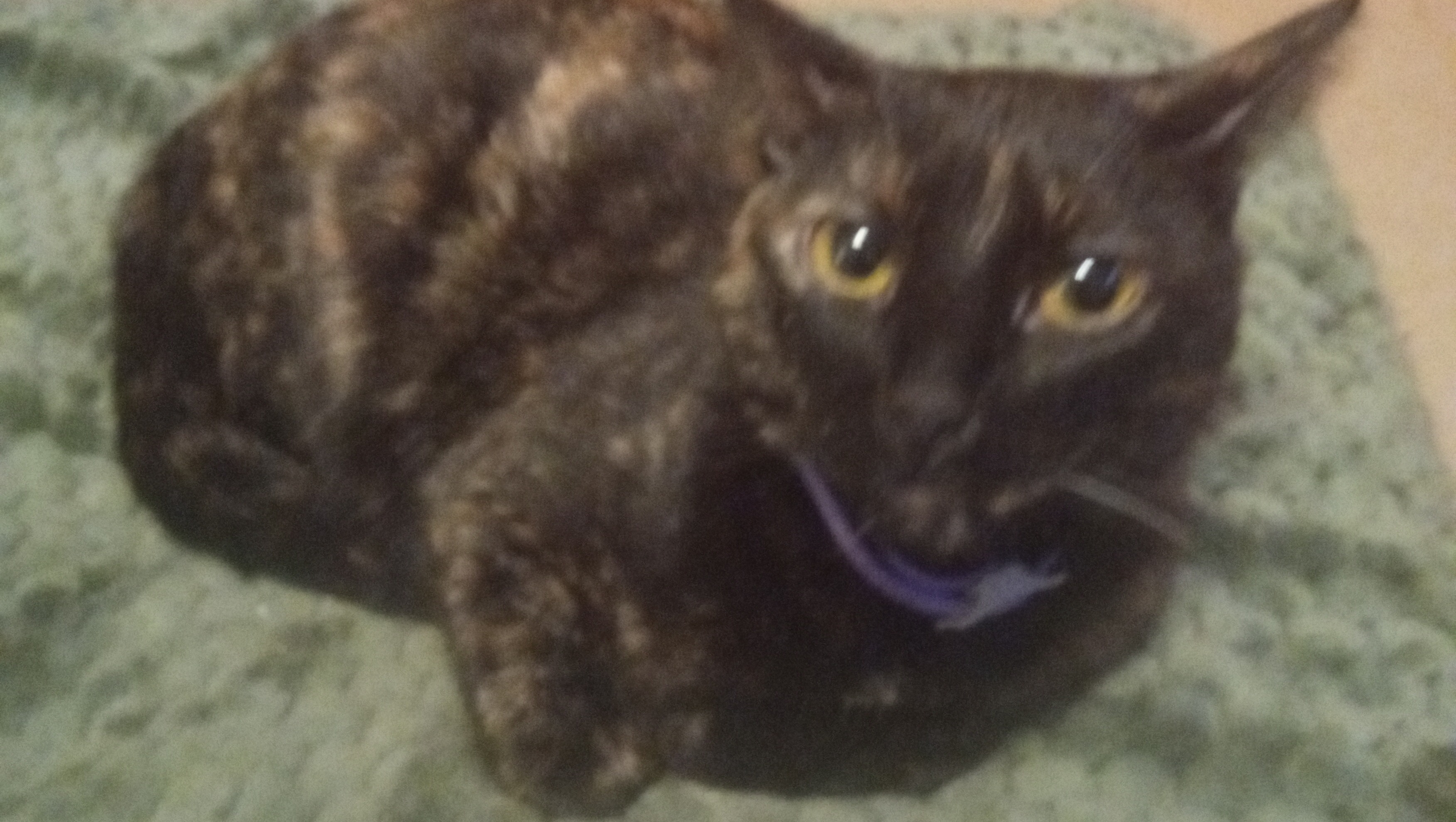 Support My Journey to Reliable Transportation photo