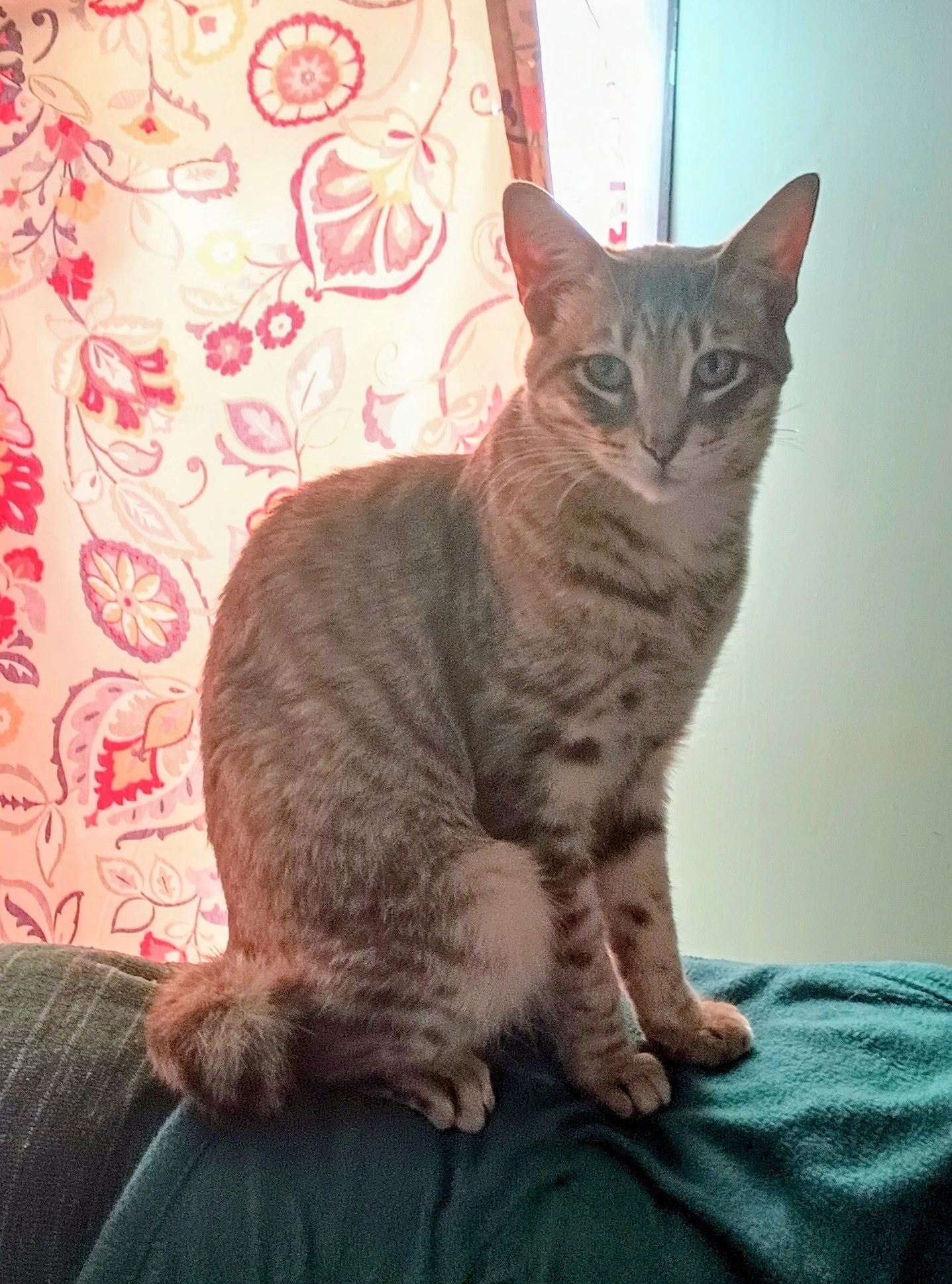 Care for Jasper, Our Beloved Neighborhood Cat campaign photo, 2 of 4
