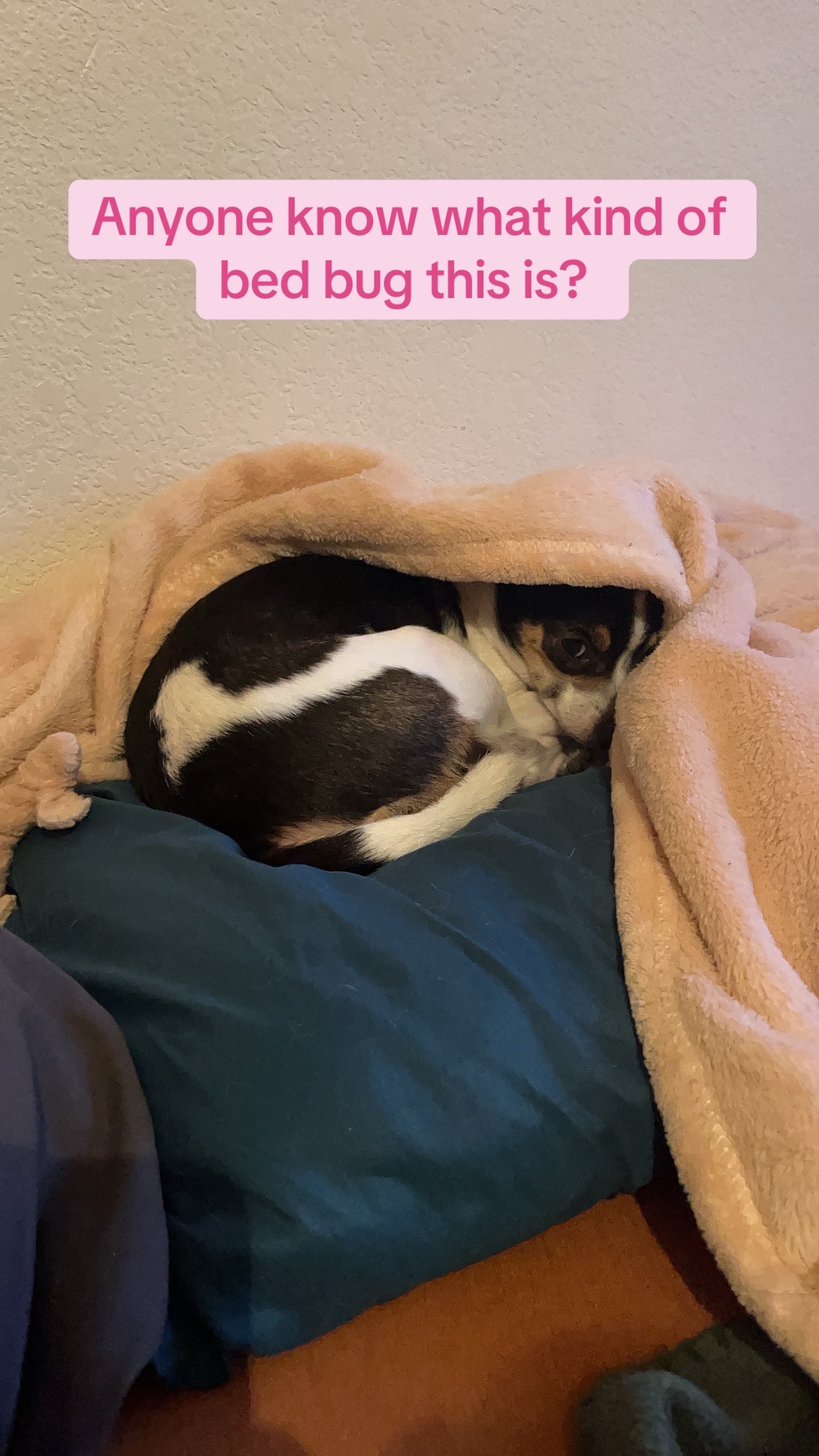 Help Smelly Ellie Mae Get Life Saving Care campaign photo, 7 of 8