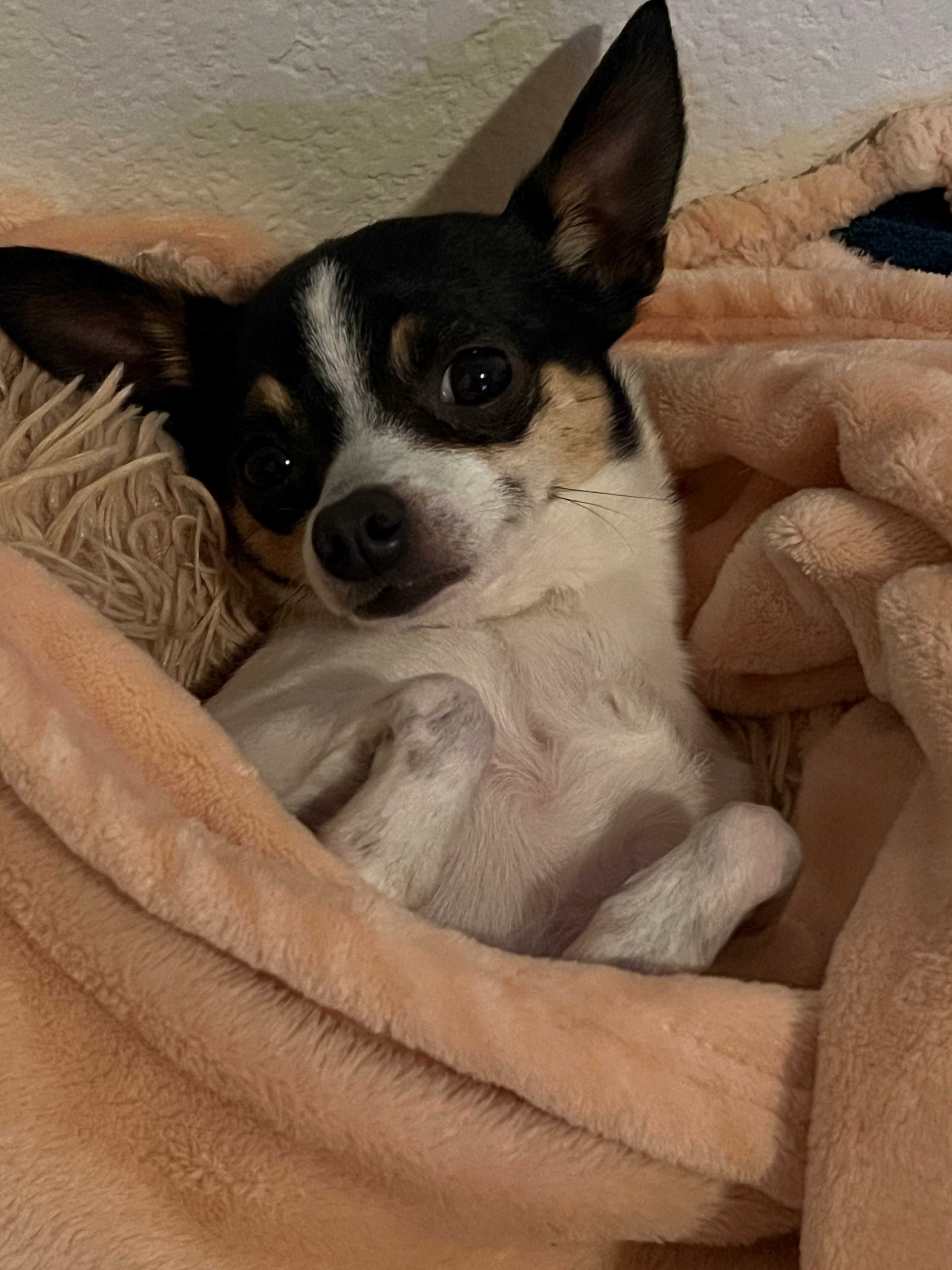Help Smelly Ellie Mae Get Life Saving Care campaign photo, 4 of 8