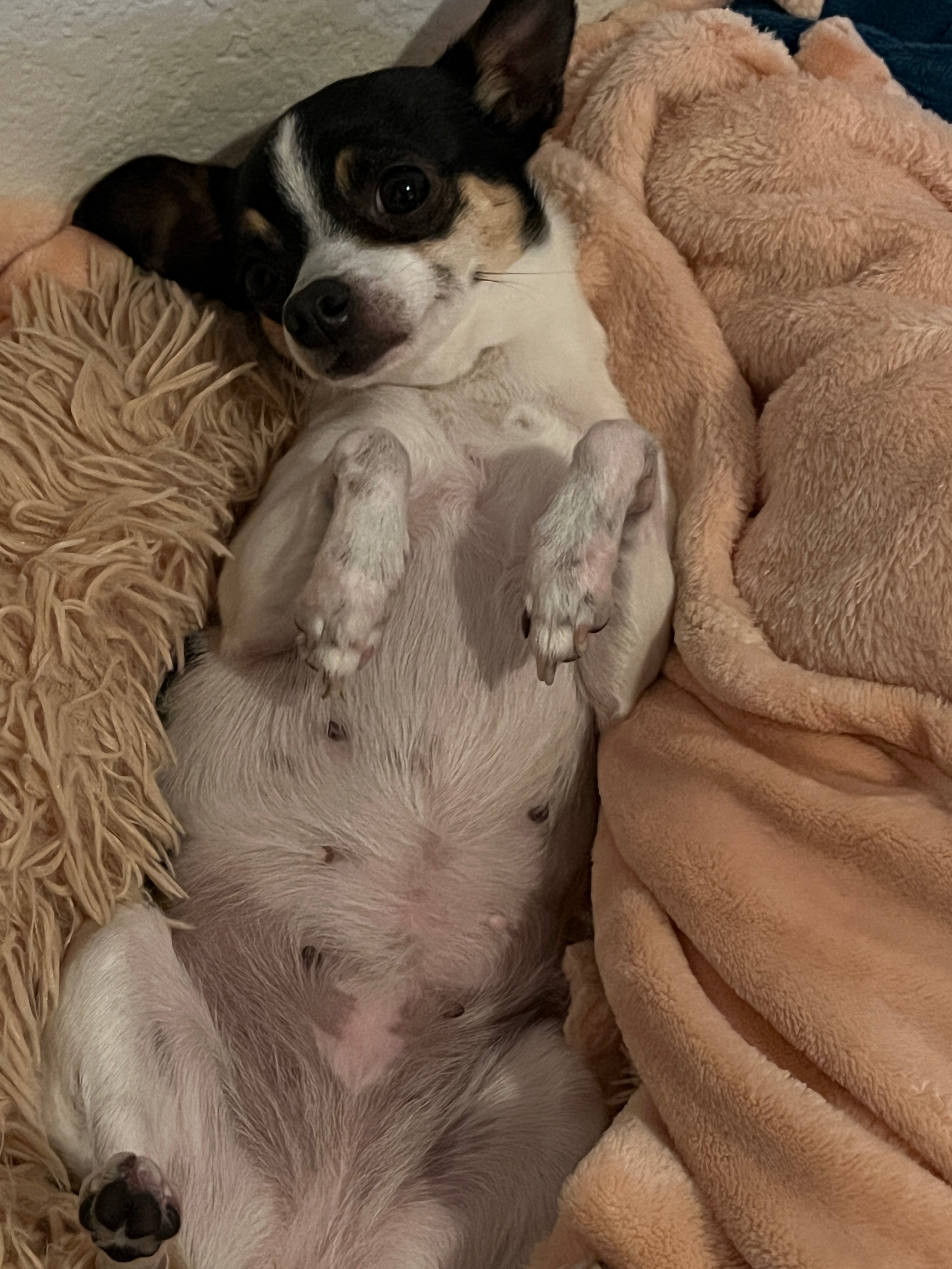 Help Smelly Ellie Mae Get Life Saving Care campaign photo, 2 of 8