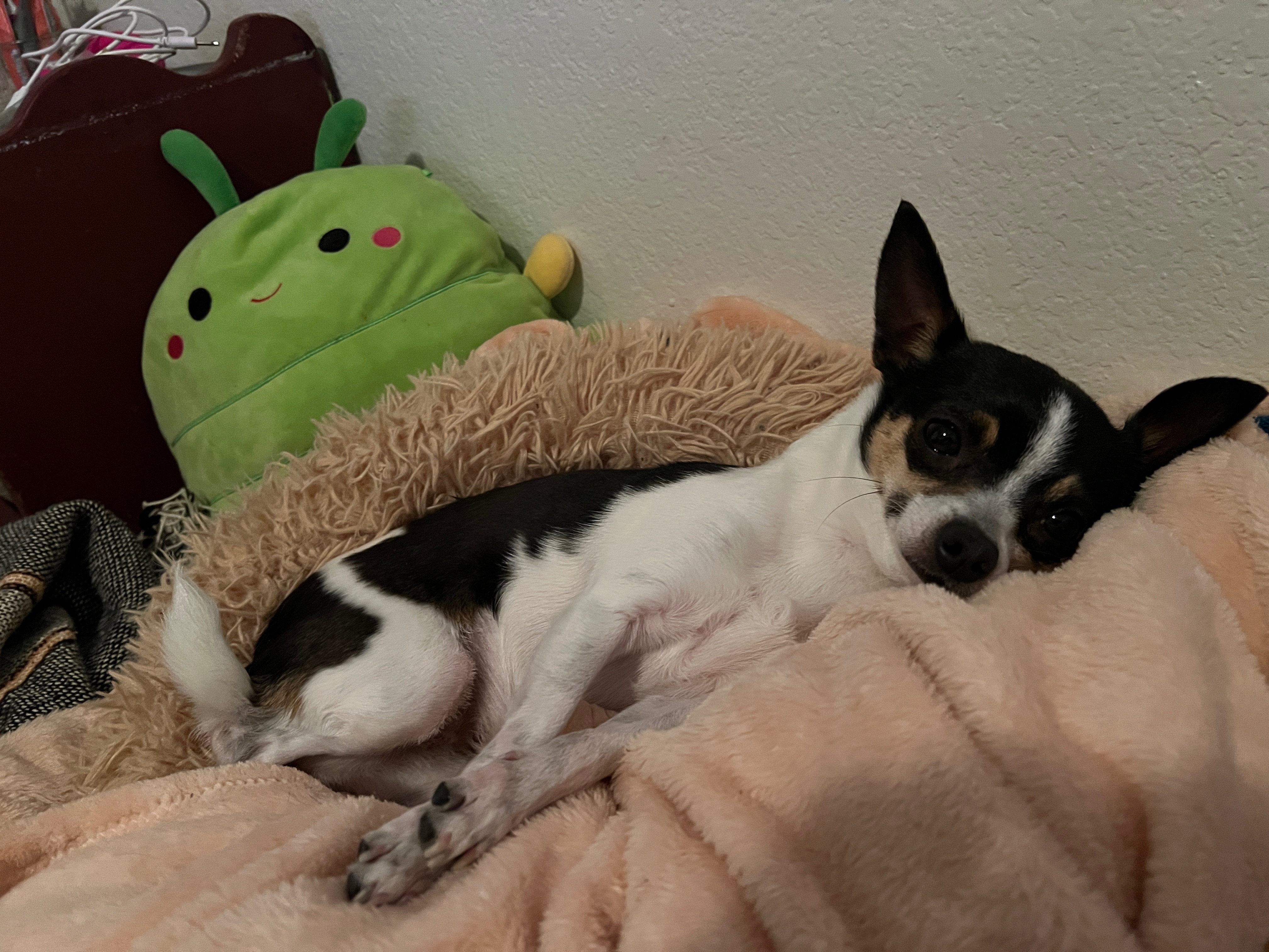 Help Smelly Ellie Mae Get Life Saving Care campaign photo, 5 of 8