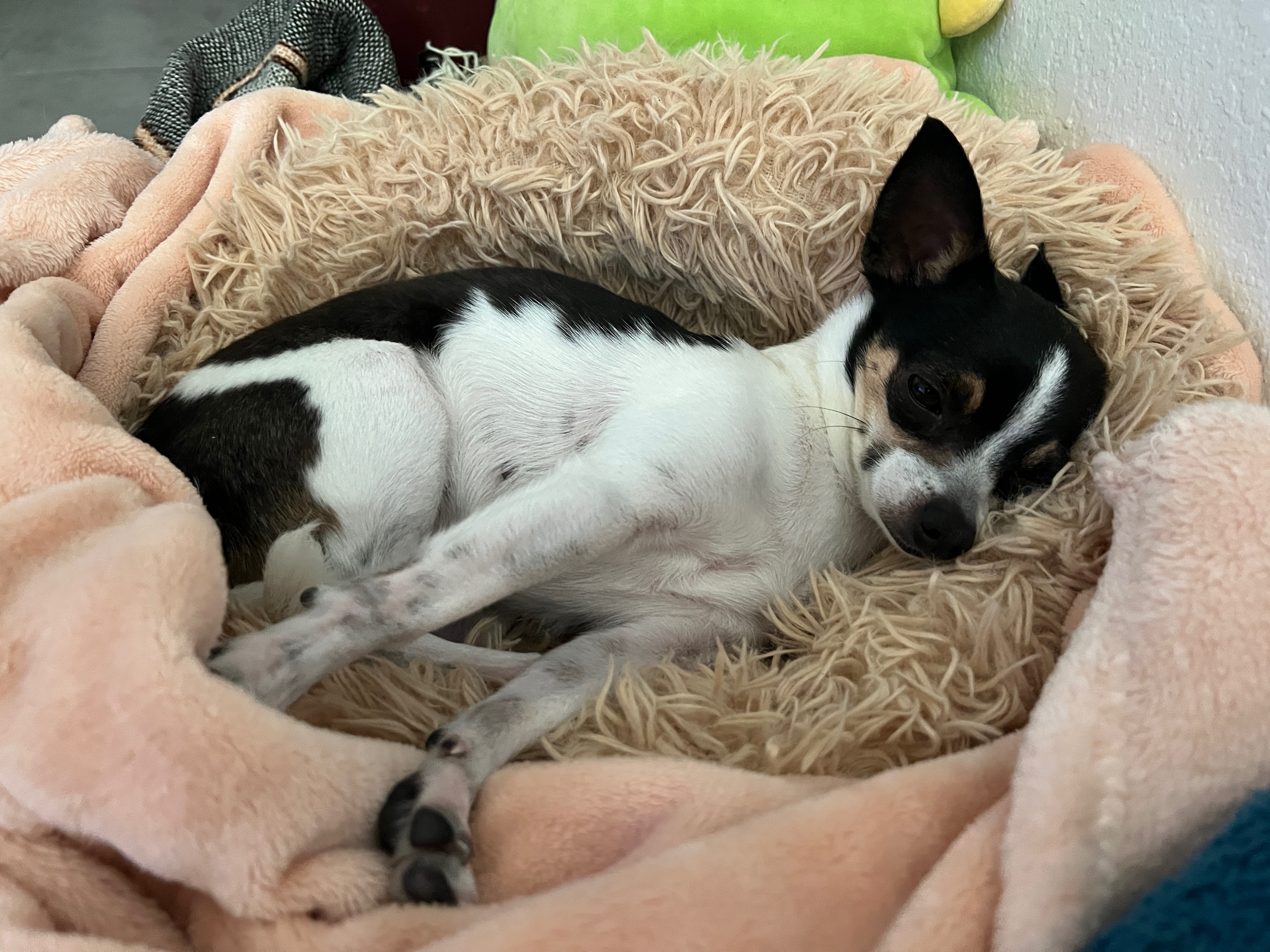 Help Smelly Ellie Mae Get Life Saving Care campaign photo, 6 of 8