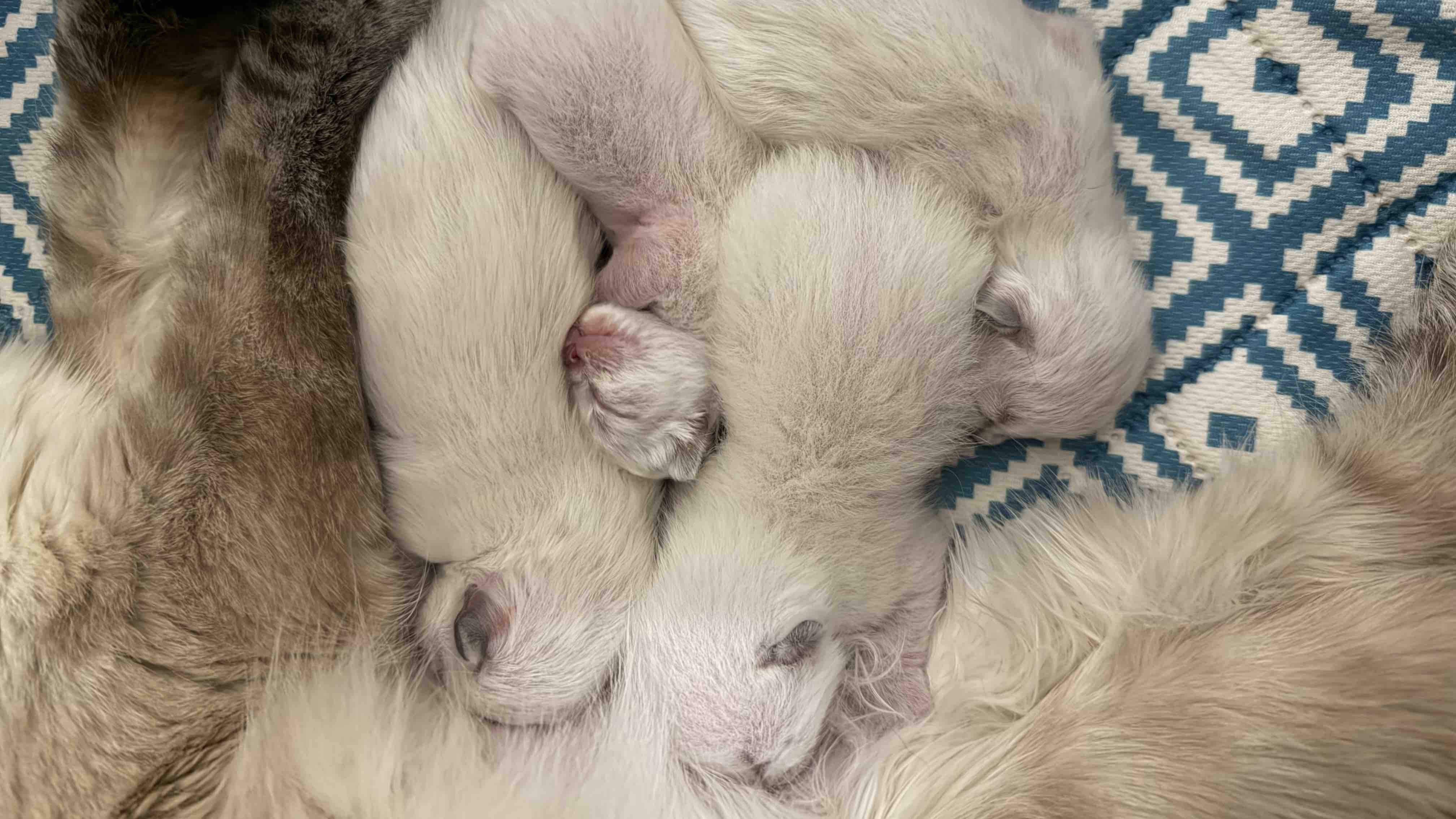 Help us get the Pheobeans fixed & their shots & microchips ❤