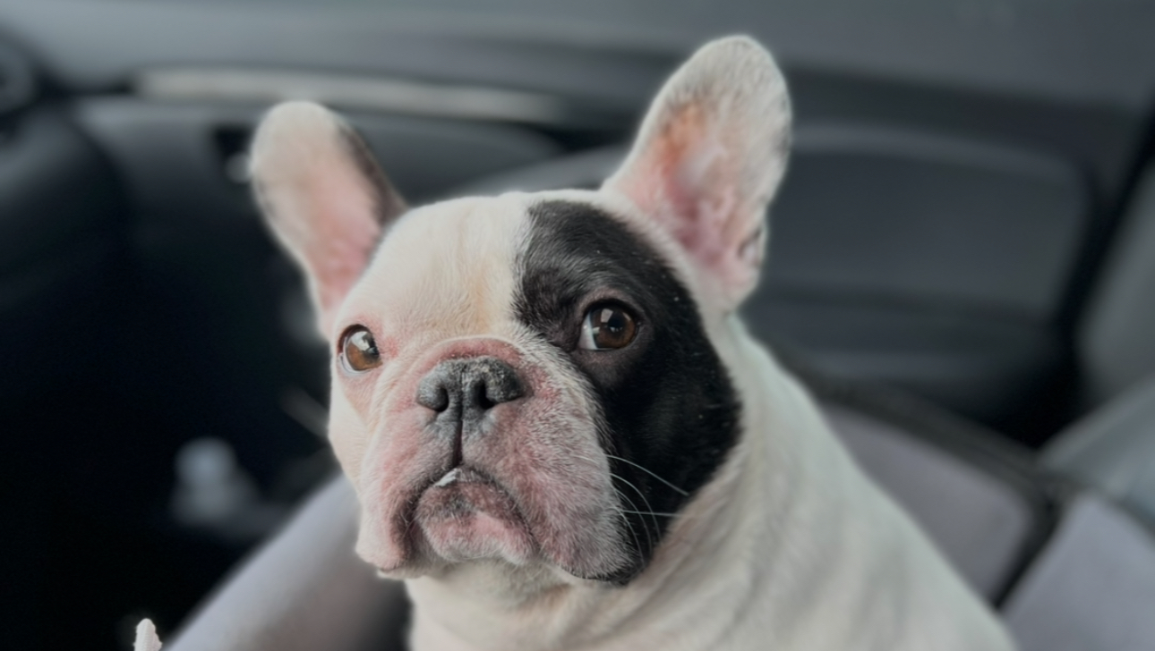 Support Oliver’s Journey to a Pain-Free Life photo