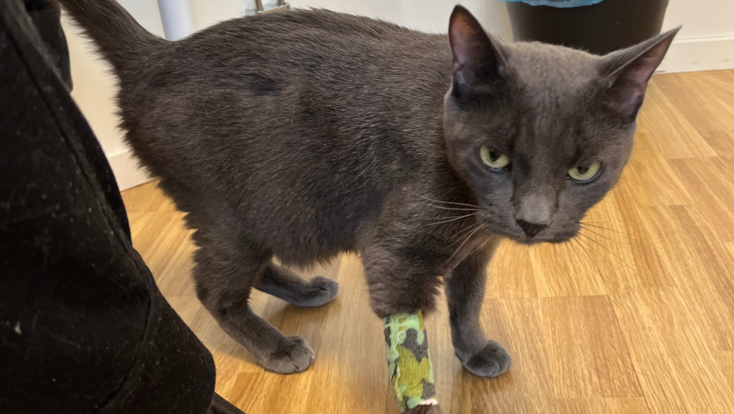 Help our sick cat Bagheera photo