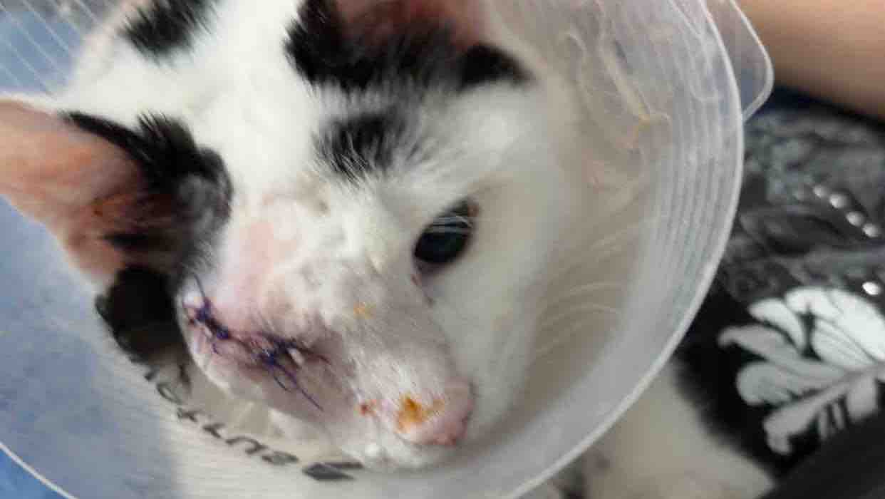 Help My Kitten Recover After Dog Attack photo