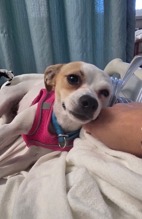 Update: Help secure deposit for Liz and Coconut. campaign photo, 2 of 4