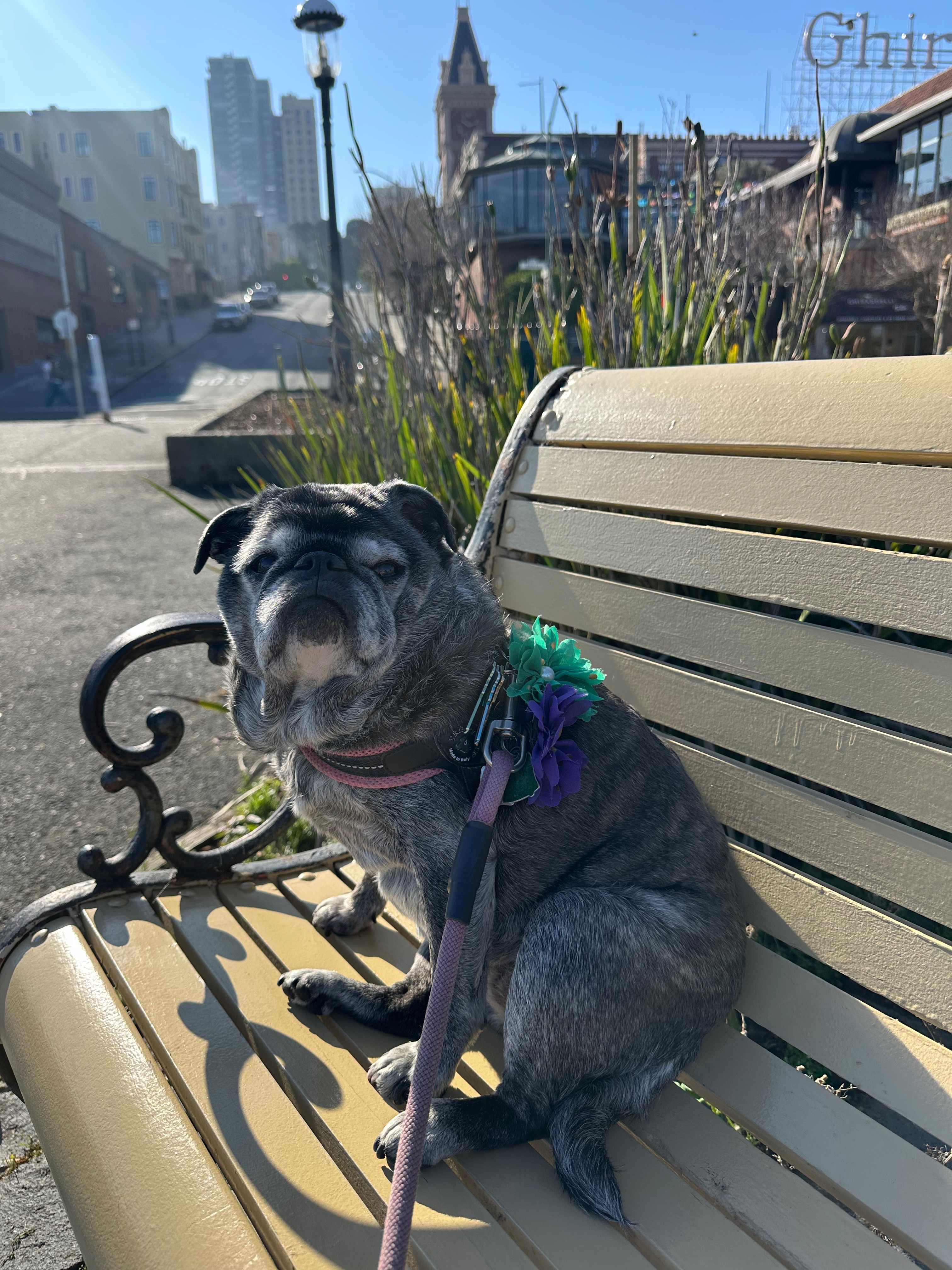31-Mile Dog Walk for American Cancer Society campaign photo, 2 of 4