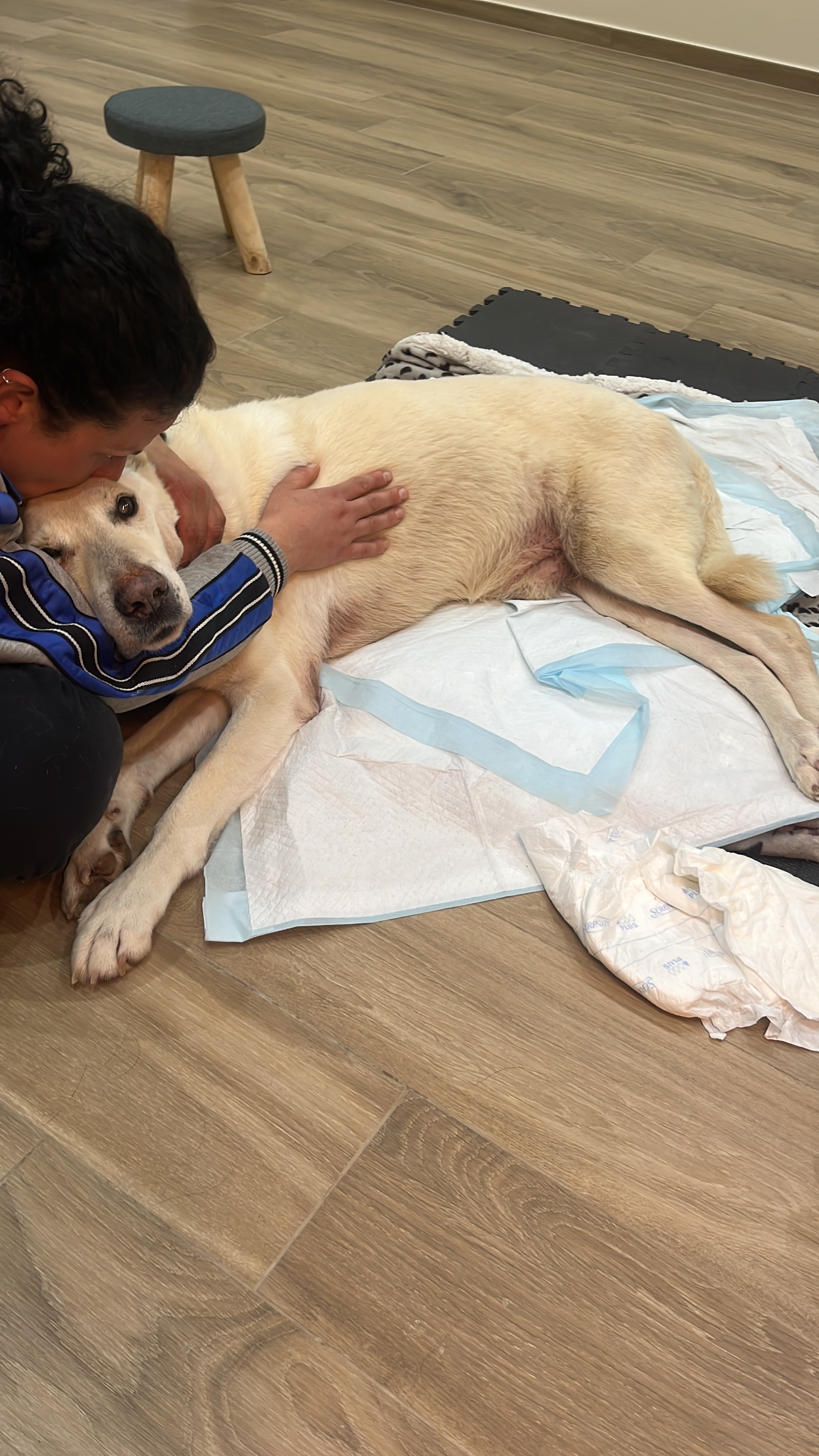Acquisto carrellino cani disabili canile di Barletta campaign photo, 2 of 4