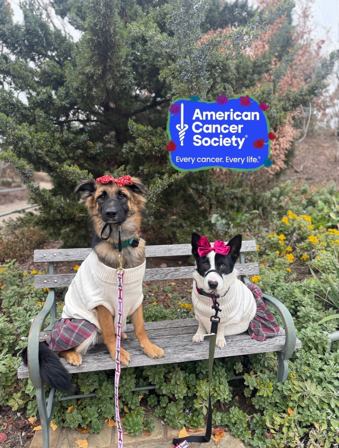 31-Mile Dog Walk for American Cancer Society campaign photo, 2 of 4