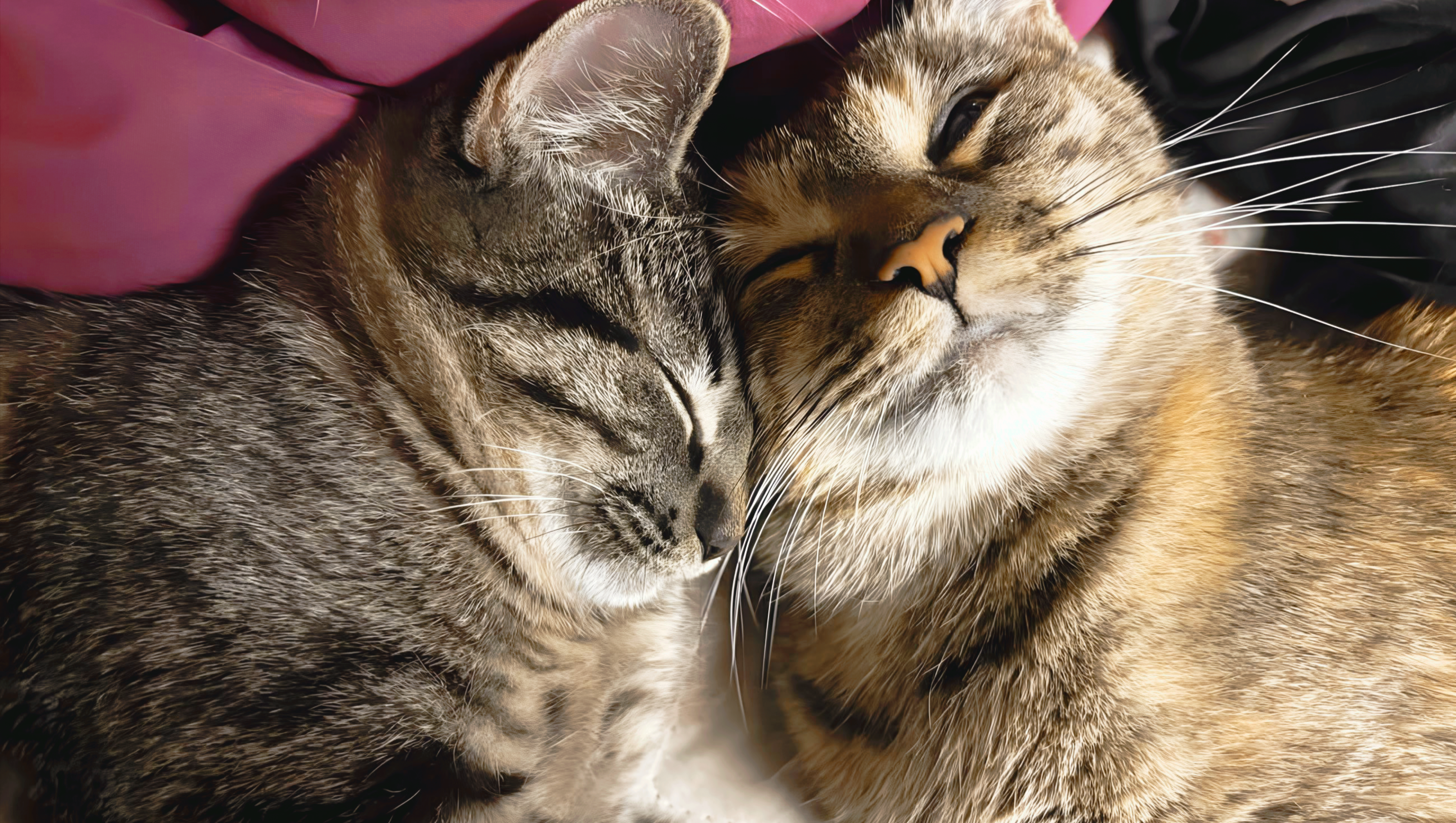 Sara’s Journey: Keeping Her Furry Family Intact photo