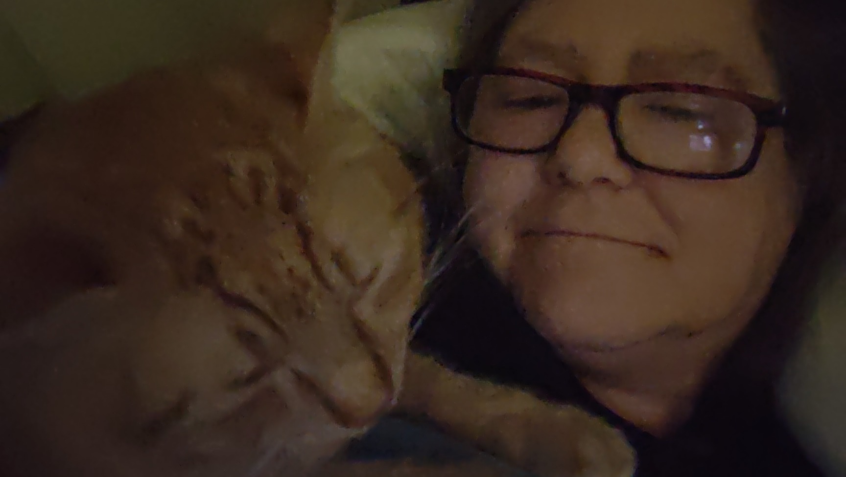 Help My Cats Get the Care They Need photo
