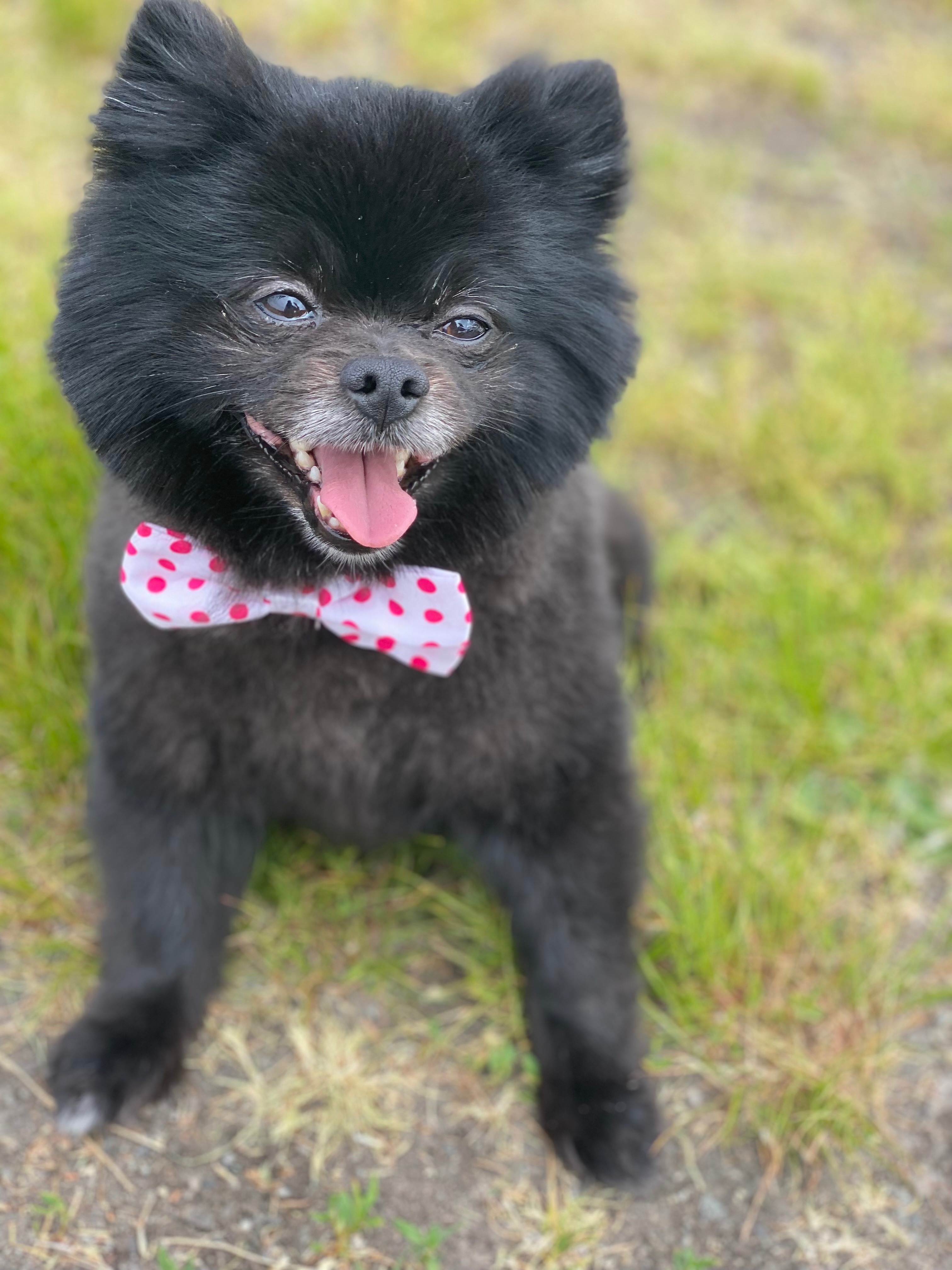 Help Us Preserve Smokey’s Memory campaign photo, 6 of 7