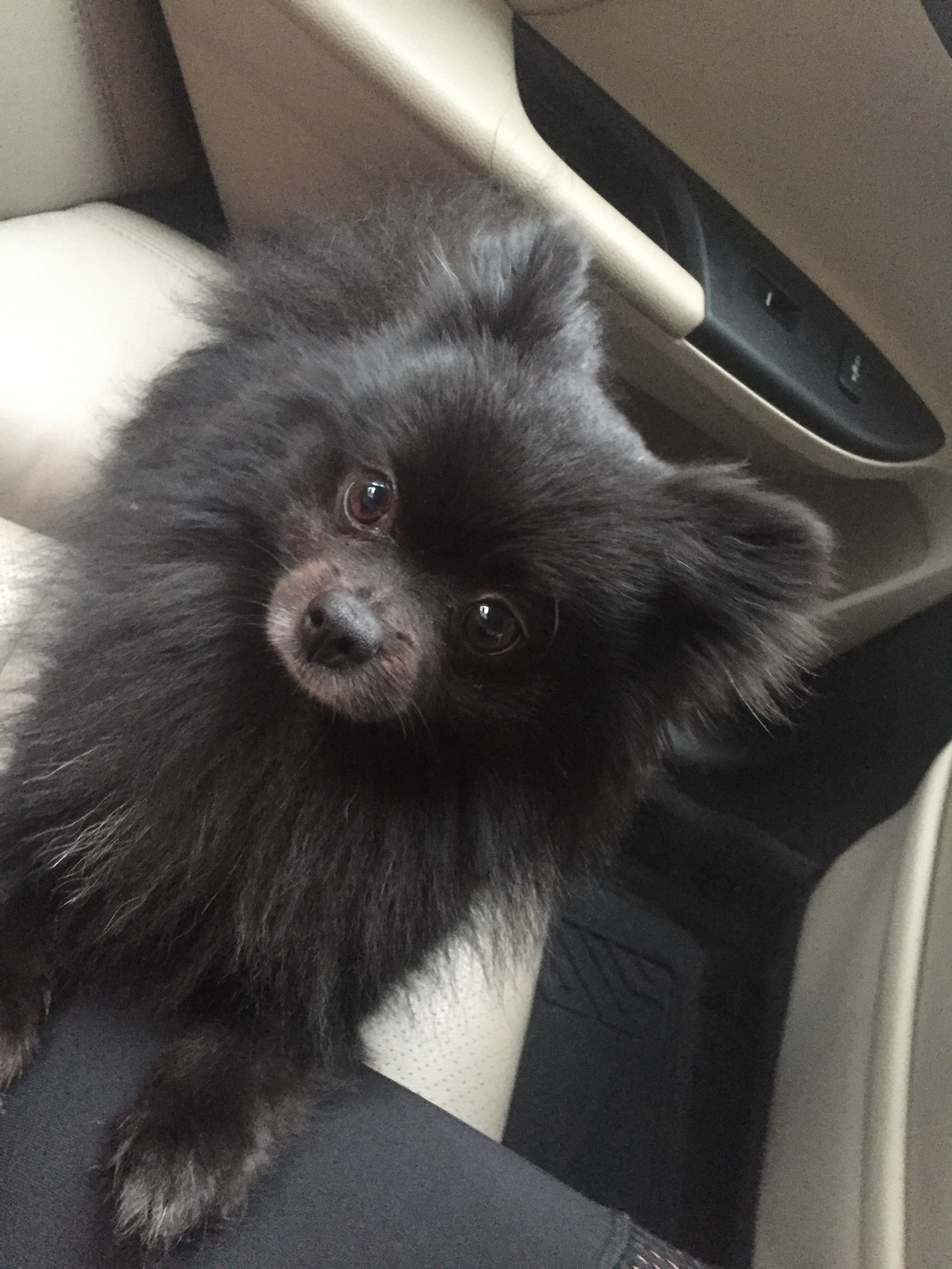 Help Us Preserve Smokey’s Memory campaign photo, 2 of 7
