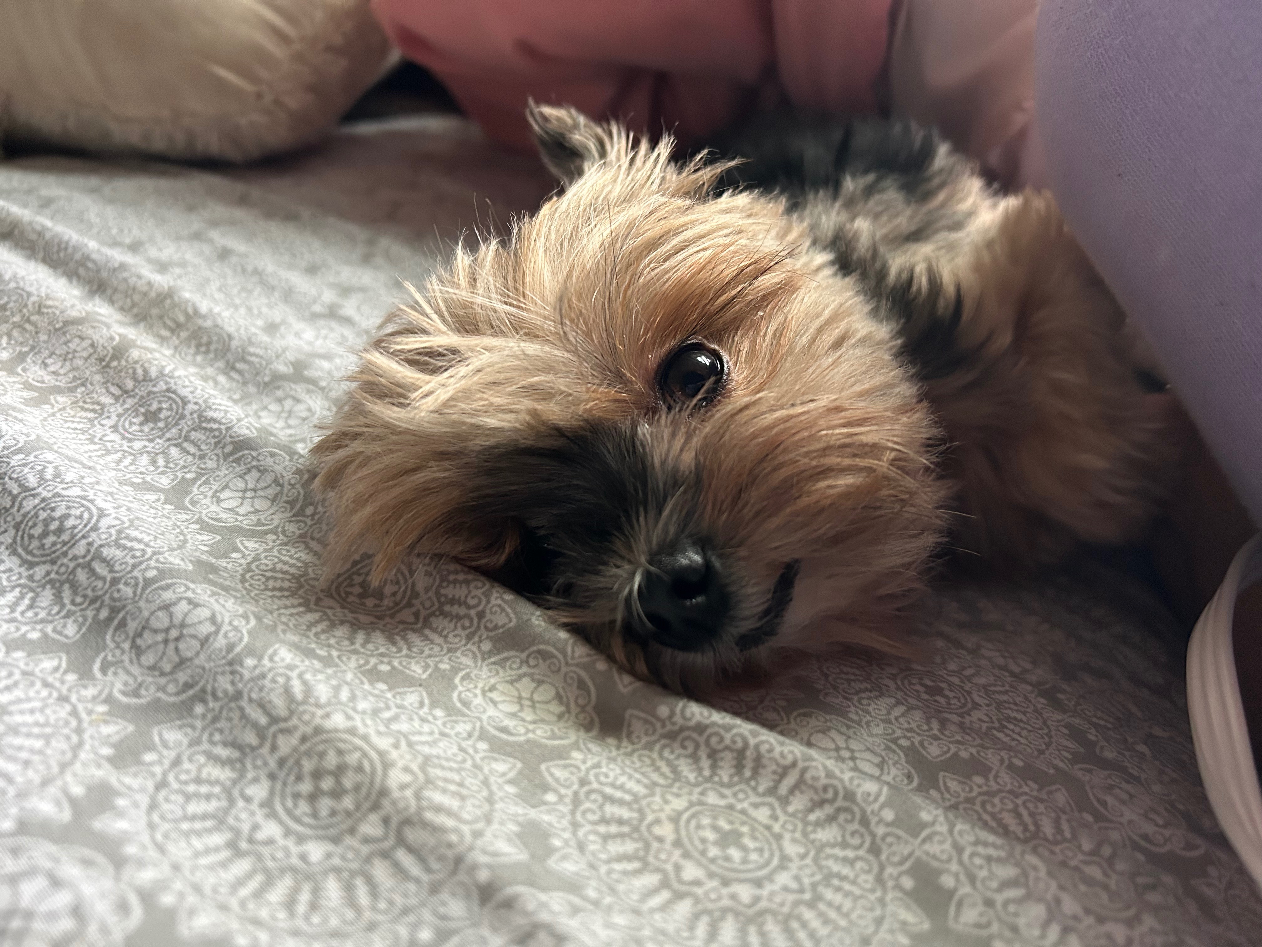 Help Nessa Recover from Pneumonia campaign photo, 2 of 7