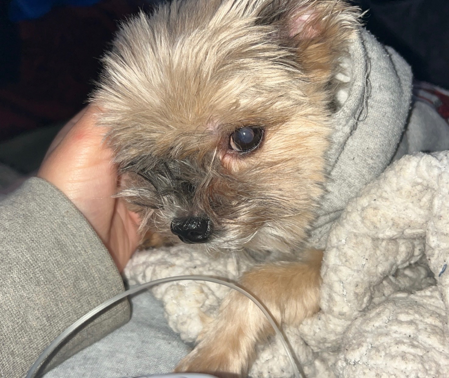Help Nessa Recover from Pneumonia campaign photo, 5 of 7