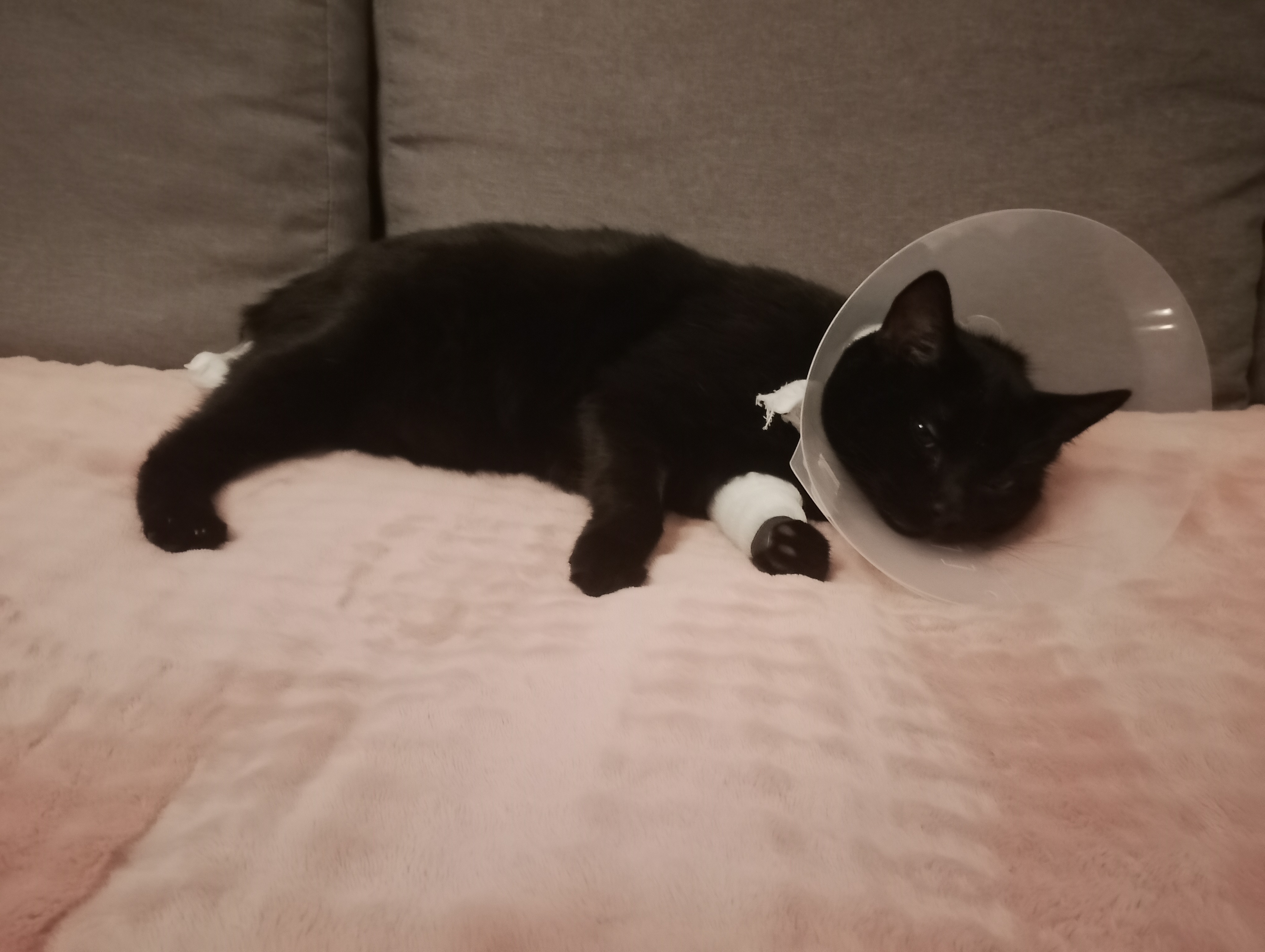 Notoperation Schwanz Amputation nach schweren Unfall campaign photo, 2 of 7