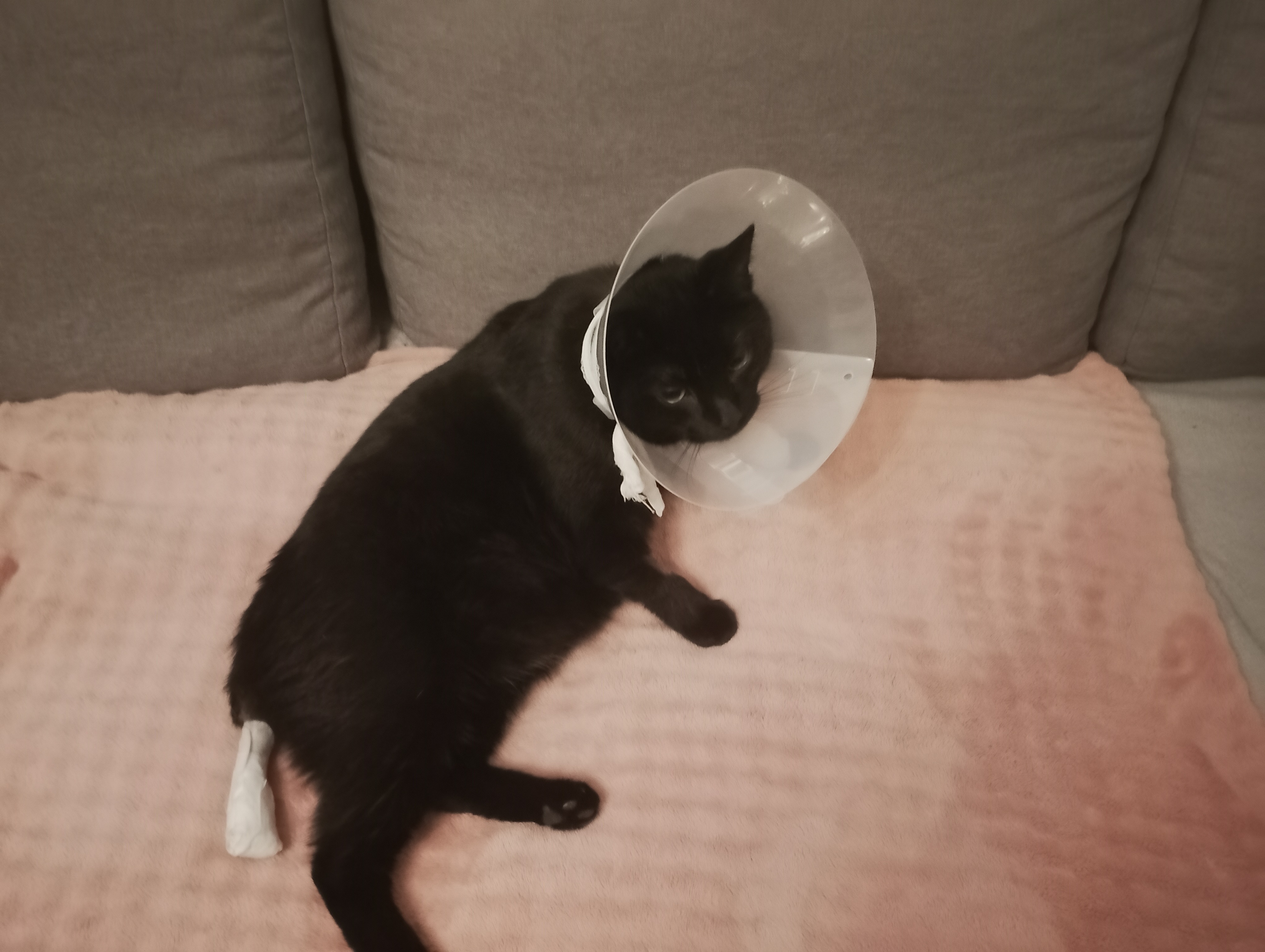 Notoperation Schwanz Amputation nach schweren Unfall campaign photo, 4 of 7