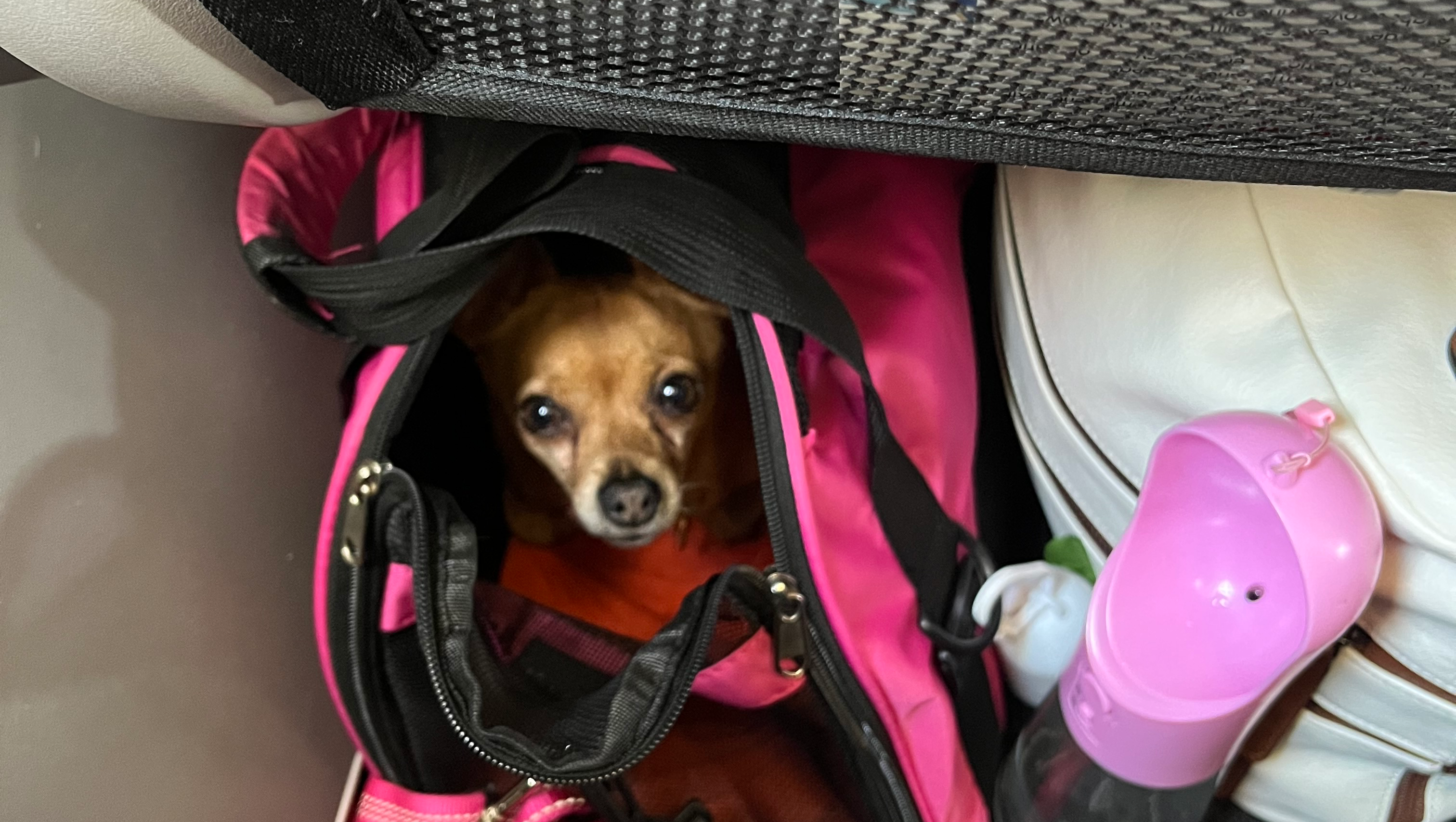 Help Courtney and Copper Book a Flight & Replace Laptop photo