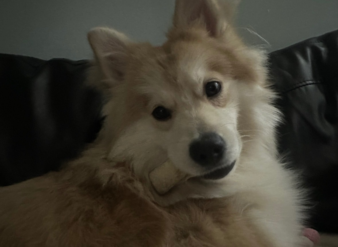 Help My Dog Get Urgent Endoscopy Care campaign photo, 7 of 8