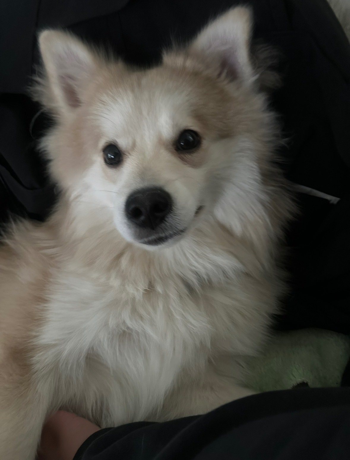 Help My Dog Get Urgent Endoscopy Care campaign photo, 2 of 8