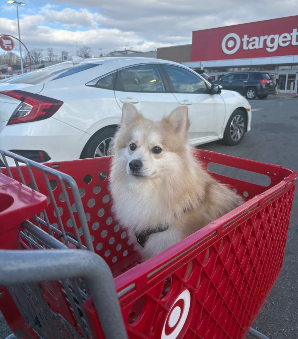Help My Dog Get Urgent Endoscopy Care campaign photo, 5 of 8