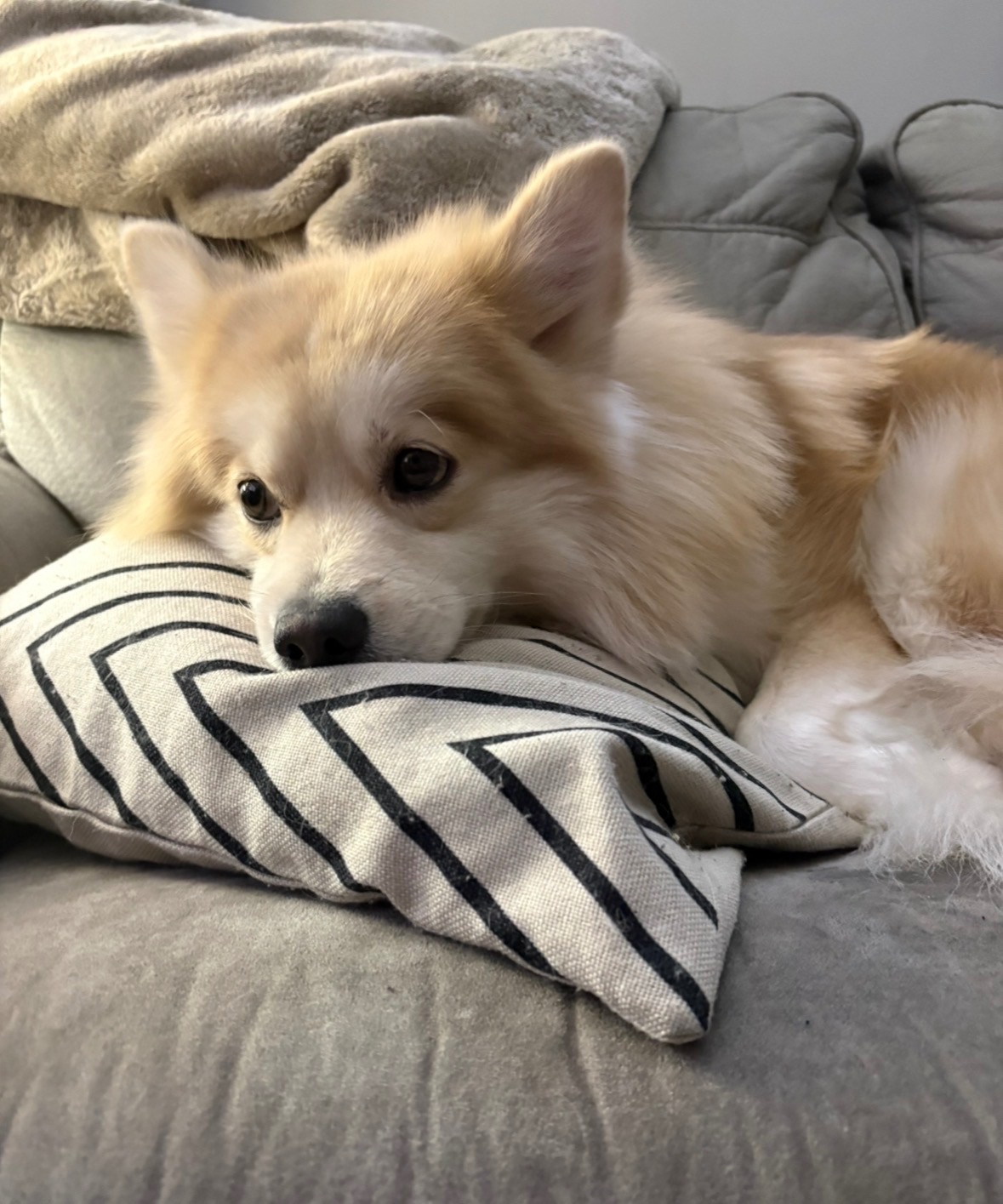 Help My Dog Get Urgent Endoscopy Care campaign photo, 4 of 8
