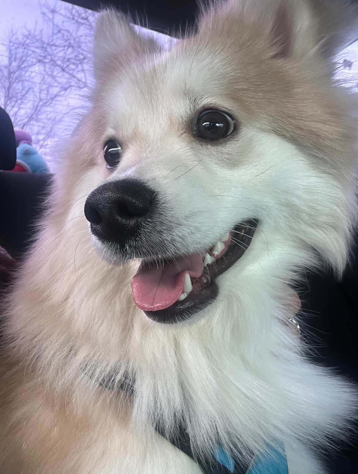 Help My Dog Get Urgent Endoscopy Care campaign photo, 6 of 8