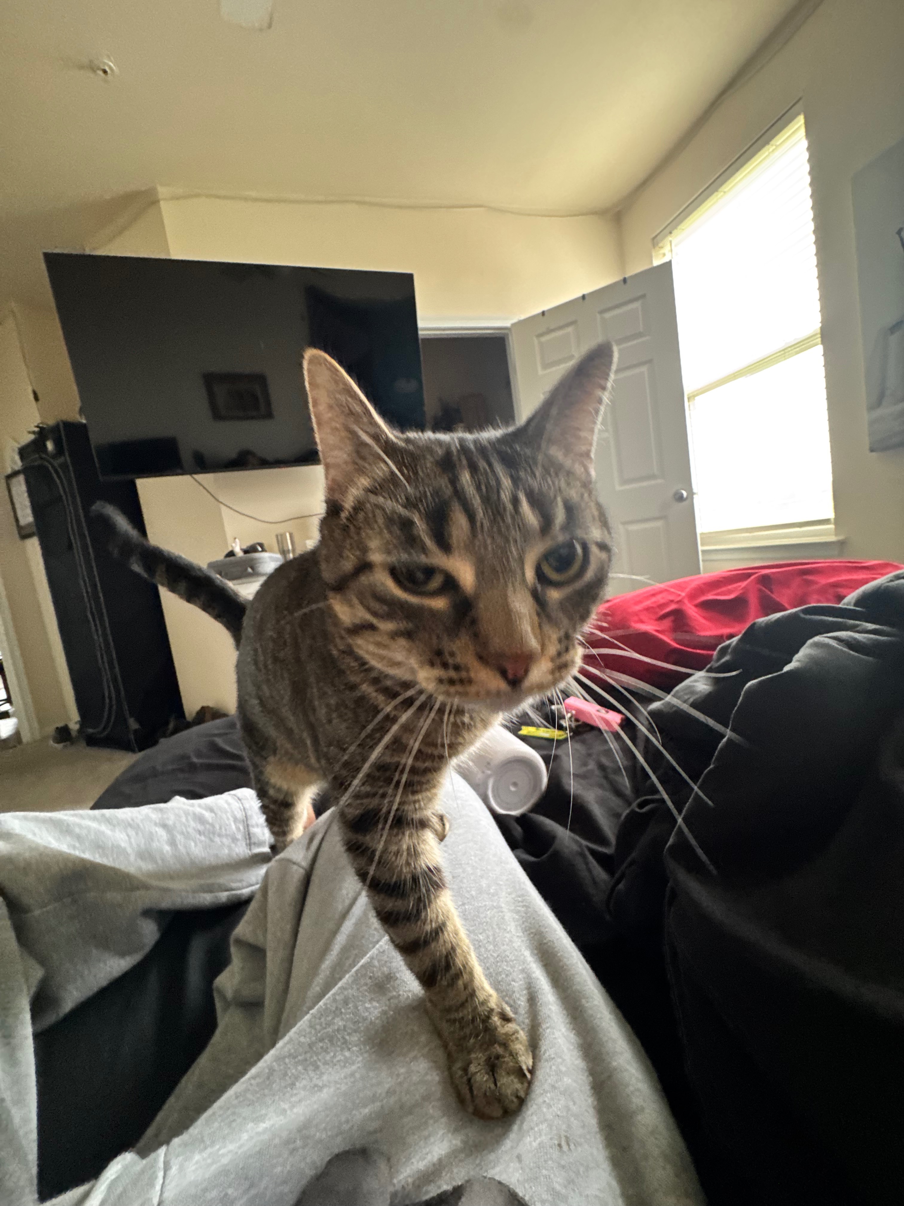 Help with Cairo’s Emergency Vet Bills campaign photo, 4 of 7