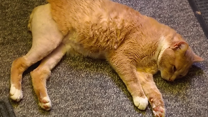 Help My Cat Recover After Emergency Surgery photo