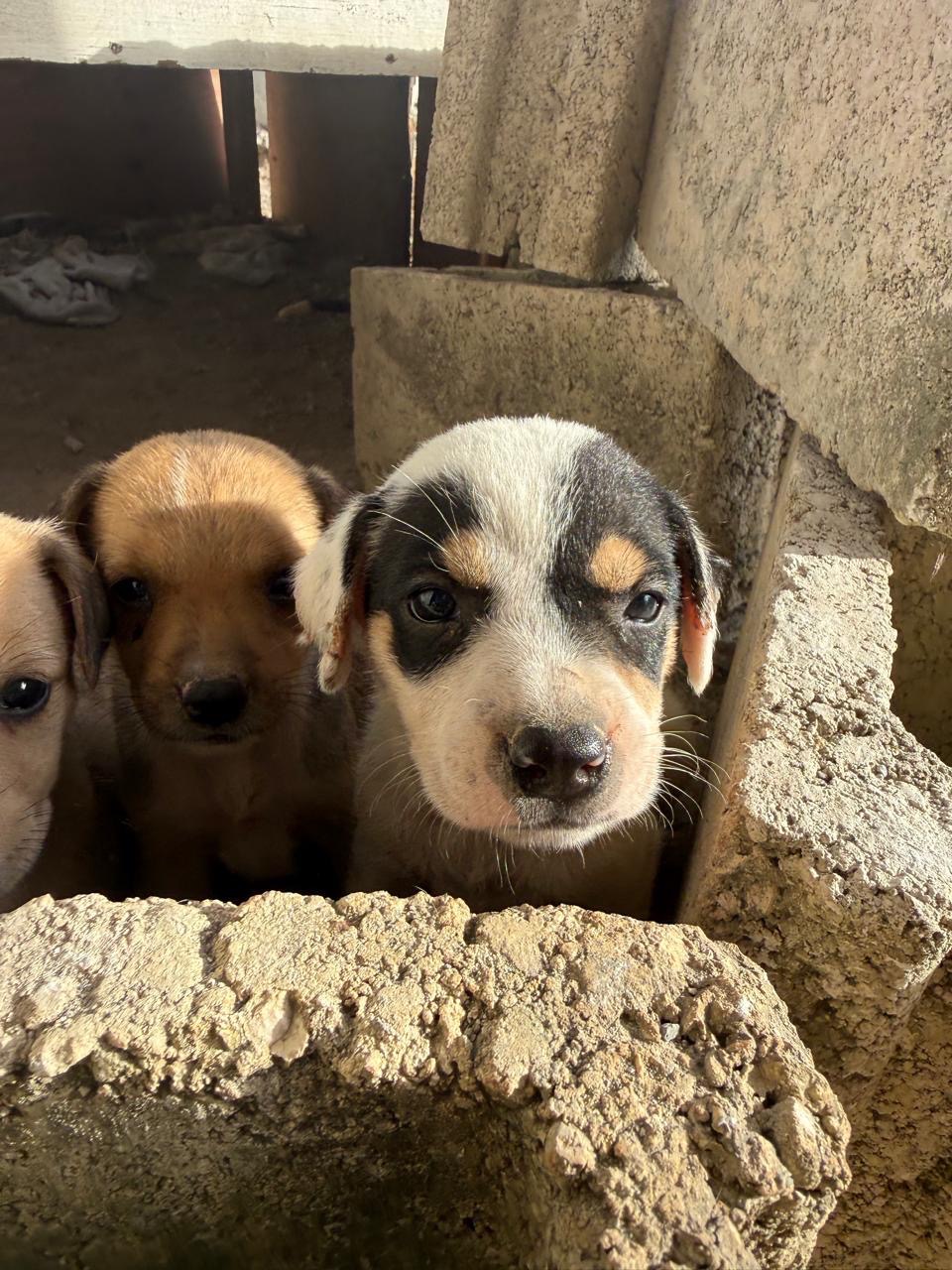 Build a Lifeline for Portland’s Street Dogs campaign photo, 2 of 8